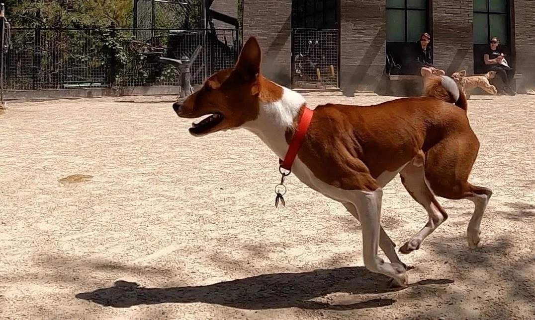 The Youngsters Run, So Do the Oldsters - New York City Basenji Meetup - 1 May 2022