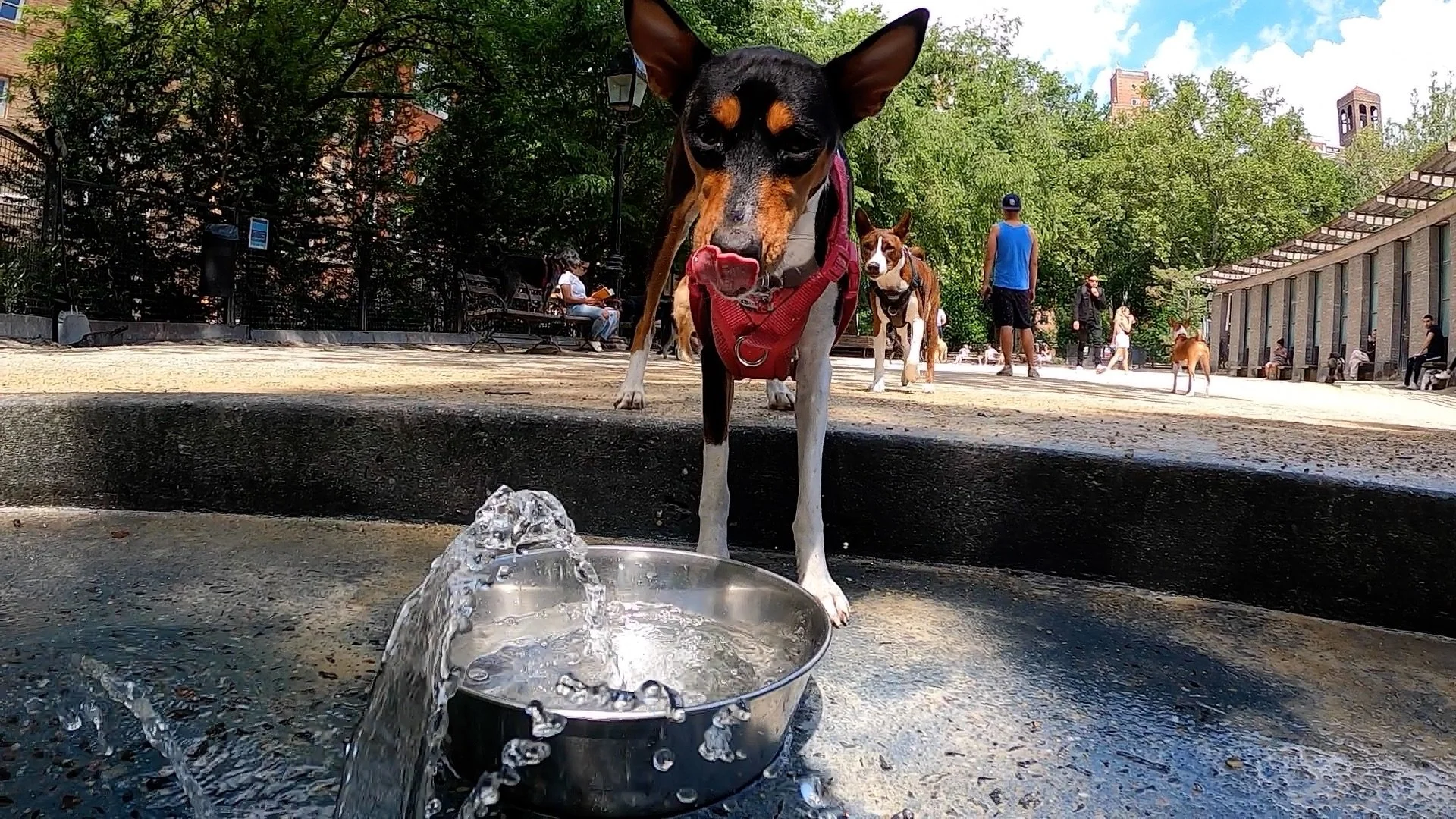 New York City Basenji Meetup - 12 June 2022 - Rained Out