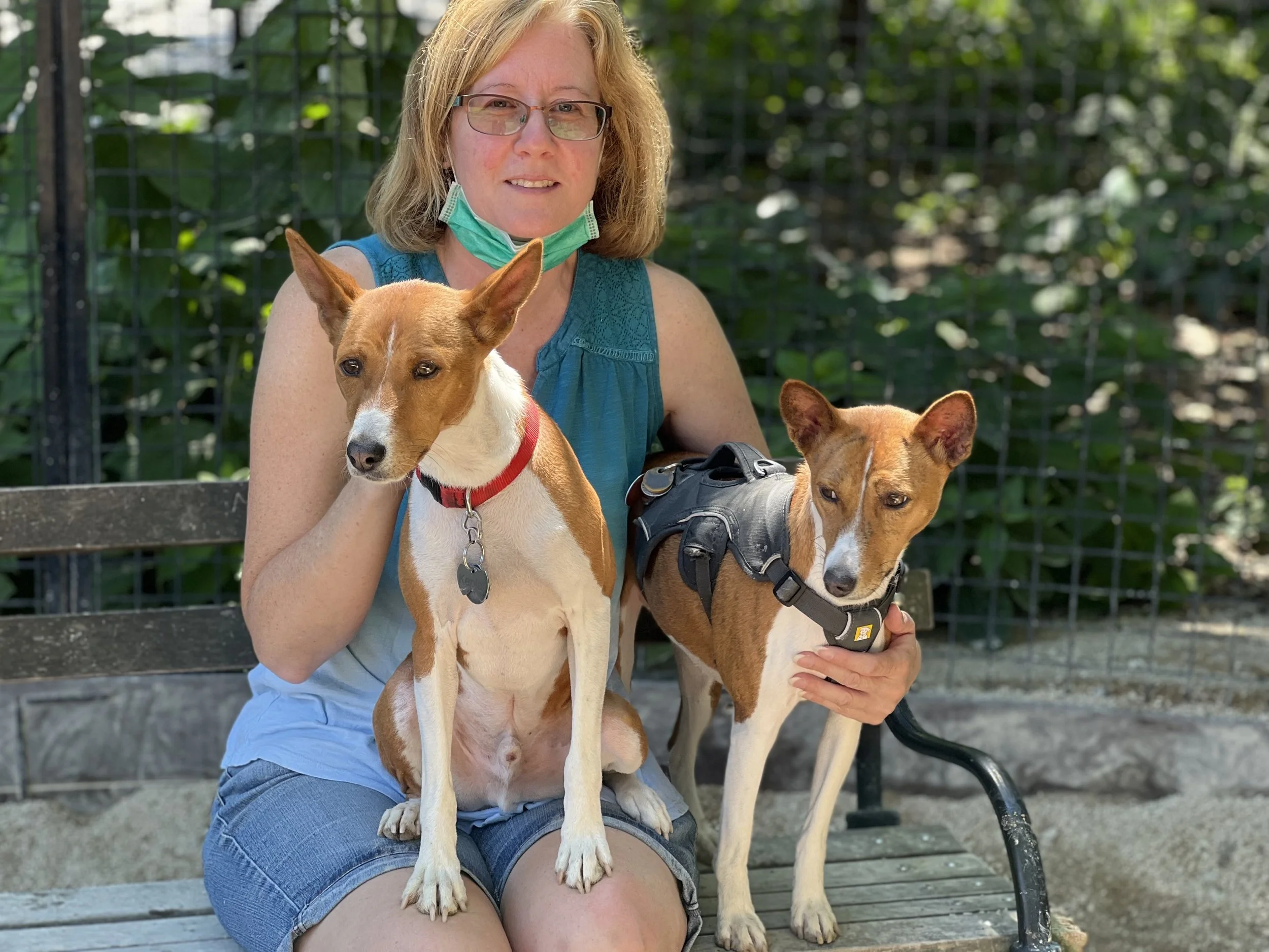 Youngster Mika Schools the Others - New York City Basenji Meetup - 26 June 2022