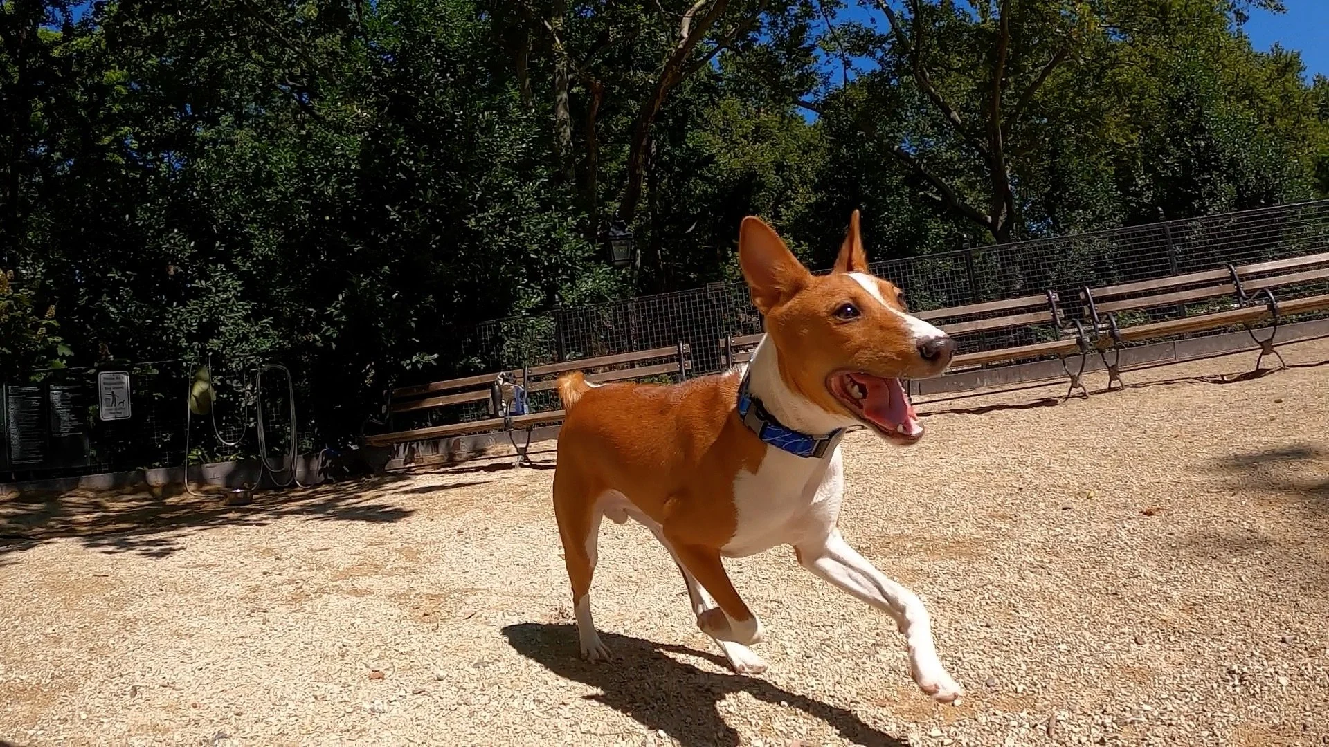 Kobe Premieres; Many Tussle and Run - New York City Basenji Meetup - 10 July 2022
