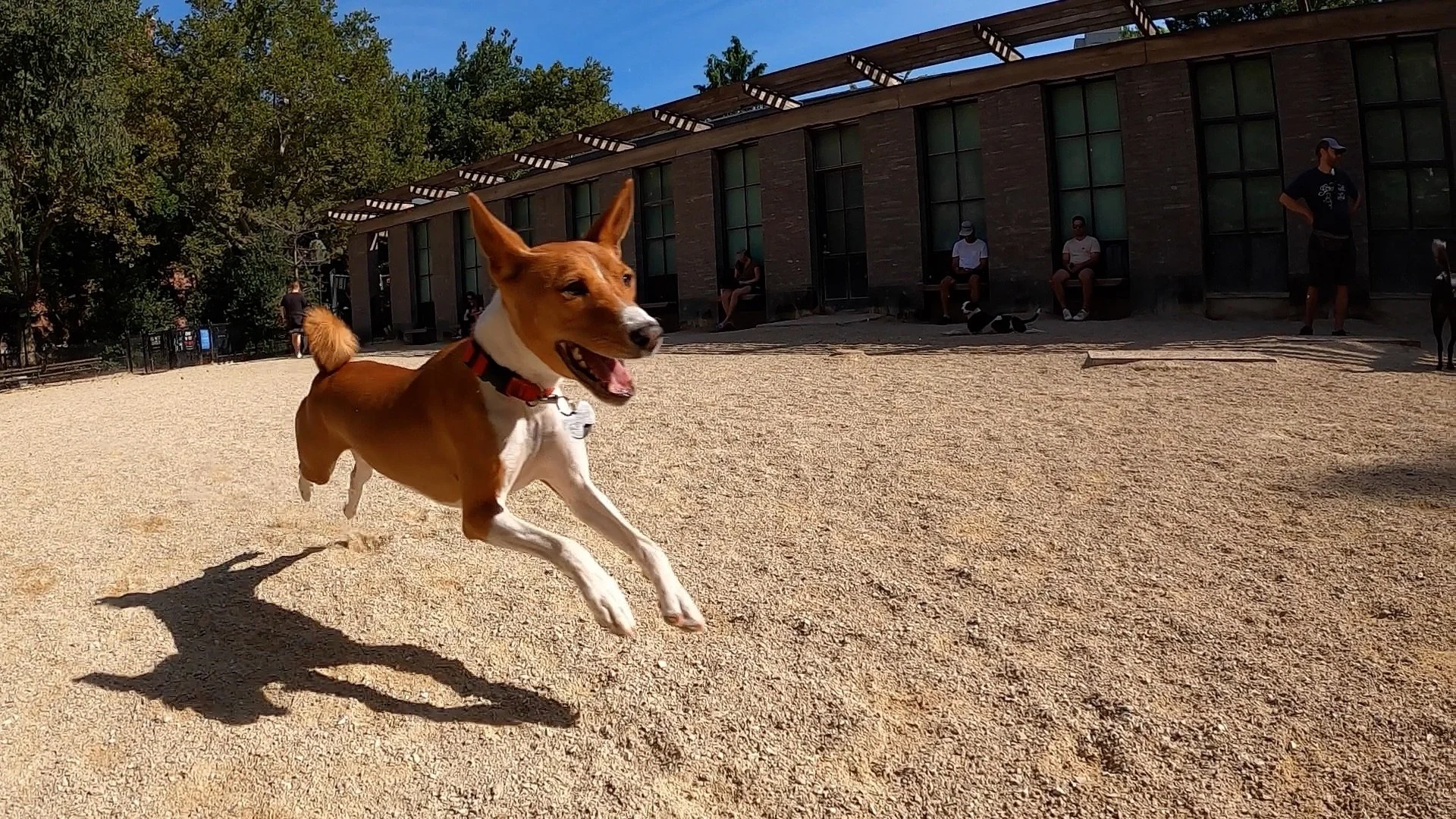 Kepler is Eight and the Youngsters Run - New York City Basenji Meetup - 24 July 2022