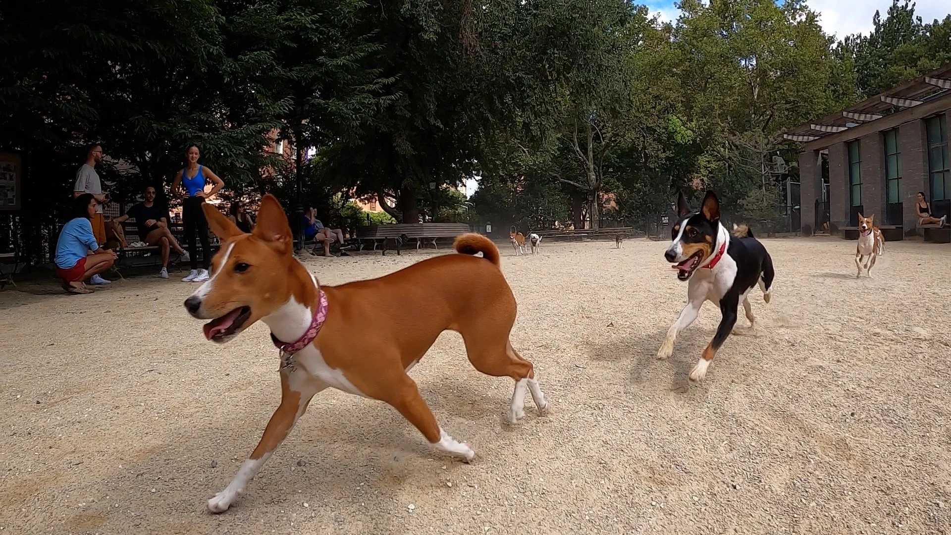Roxy and Ruby Premiere - New York City Basenji Meetup - 7 August 2022