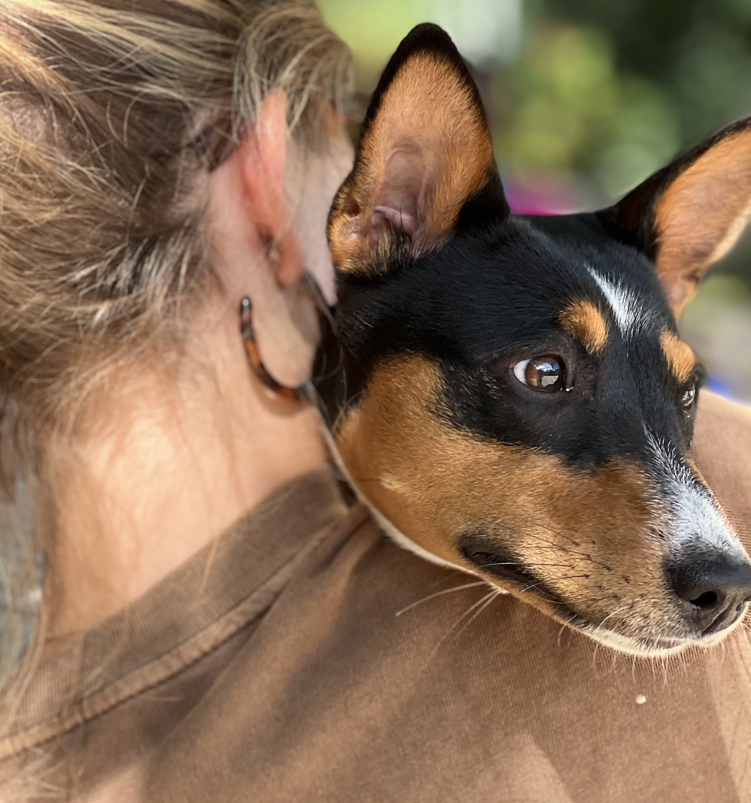 Roo Premieres; All Run, Mia Flirts - New York City Basenji Meetup - 14 August 2022