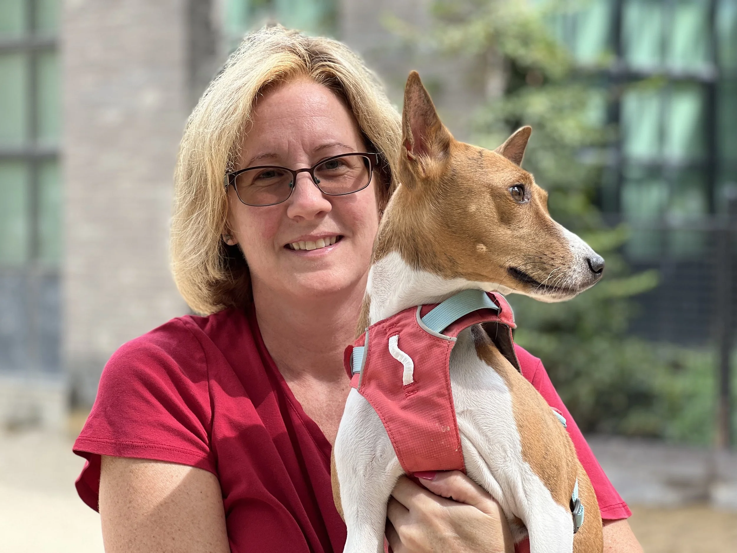 Marshall Premieres; Basenjis From Six-Months- to Fifteen-Years-Old - New York City Basenji Meetup - 21 August 2022