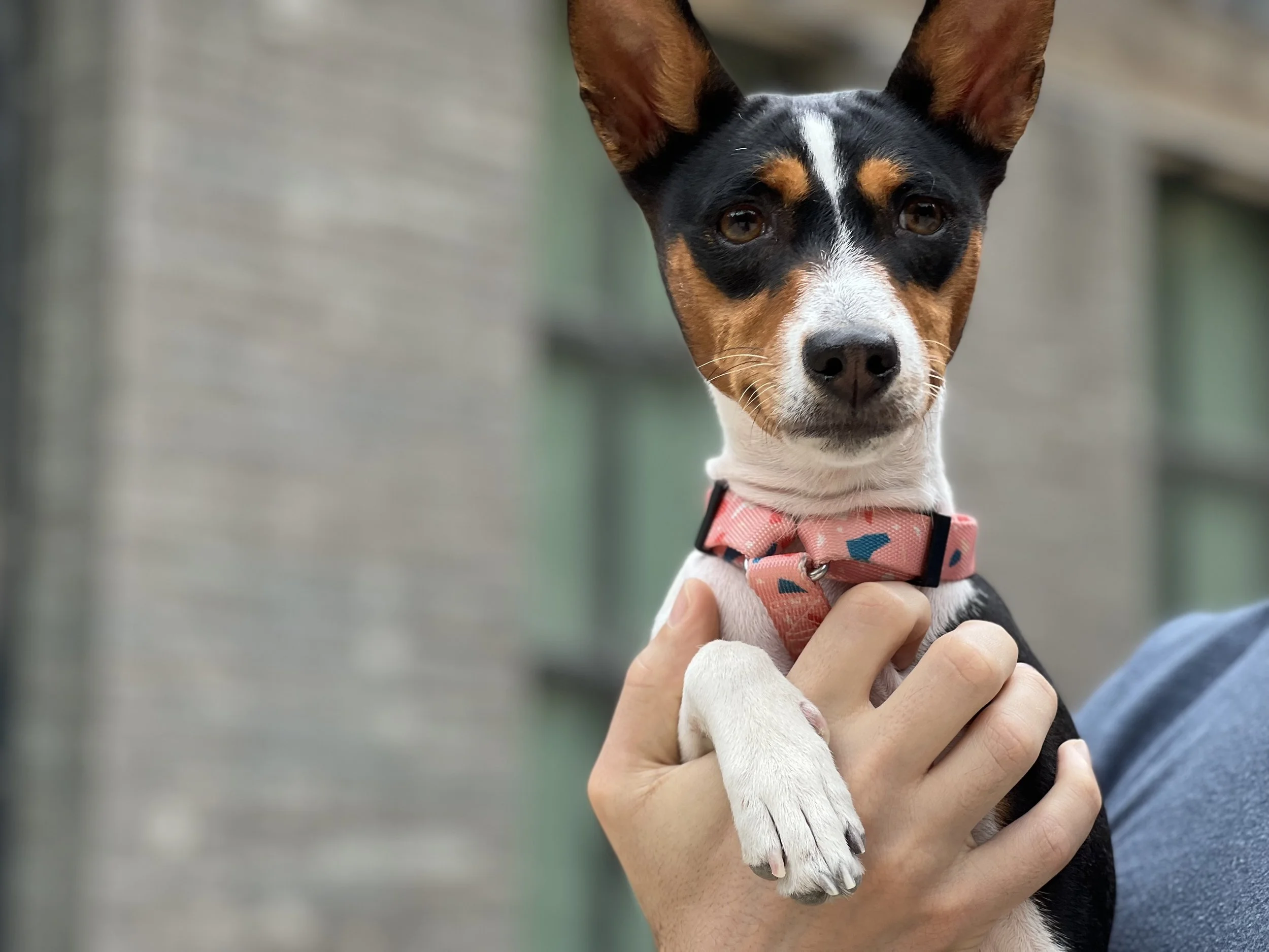Four Tri-Colors, One Brindle, and Three Red/White Basenjis - New York City Basenji Meetup - 28 August 2022