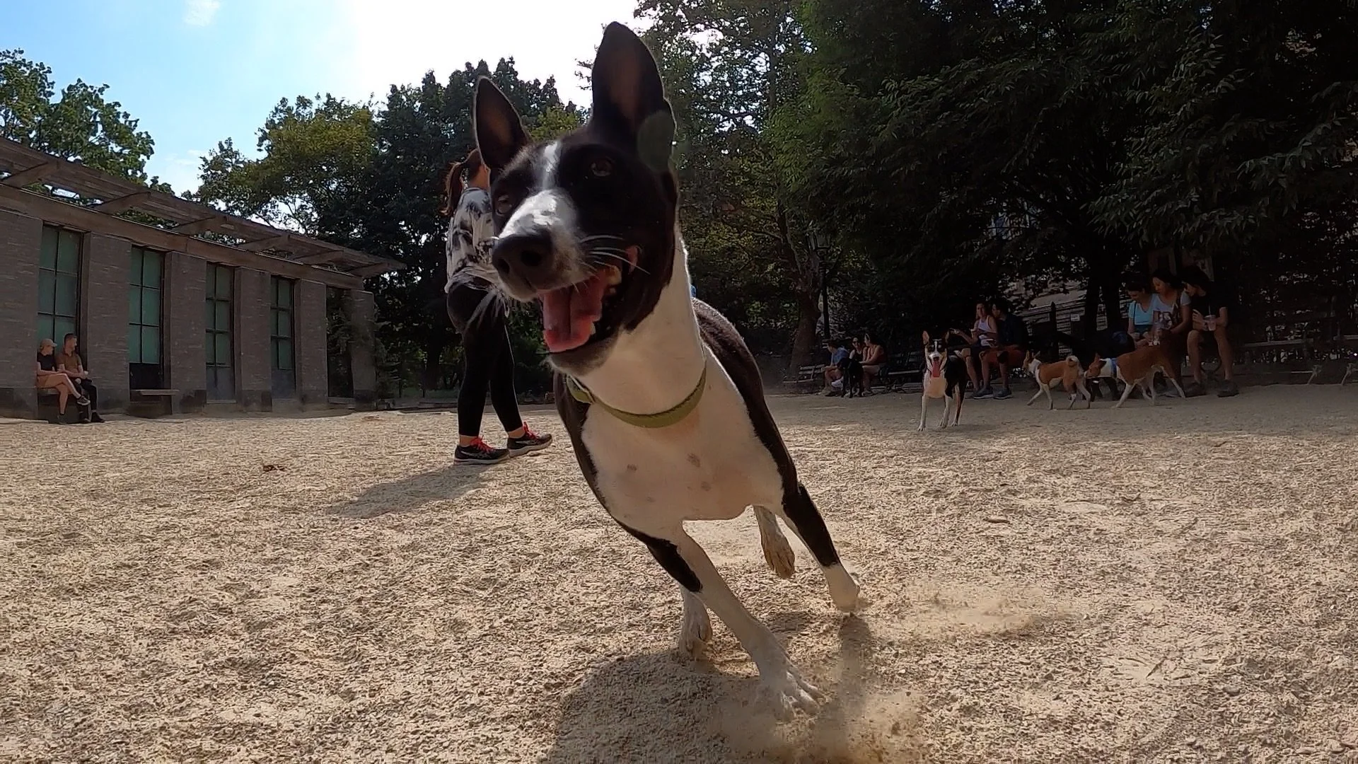 Meet Eight Basenjis - New York City Basenji Meetup - 4 September 2022