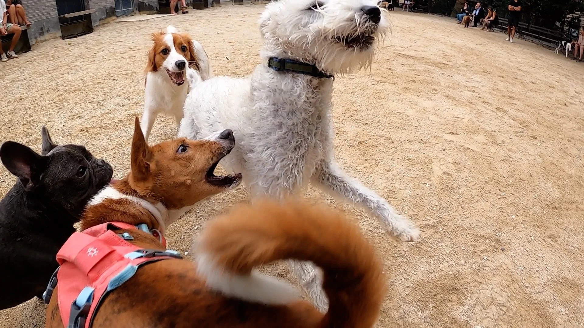 Five Basenjis, All Fun - New York City Basenji Meetup - 11 September 2022
