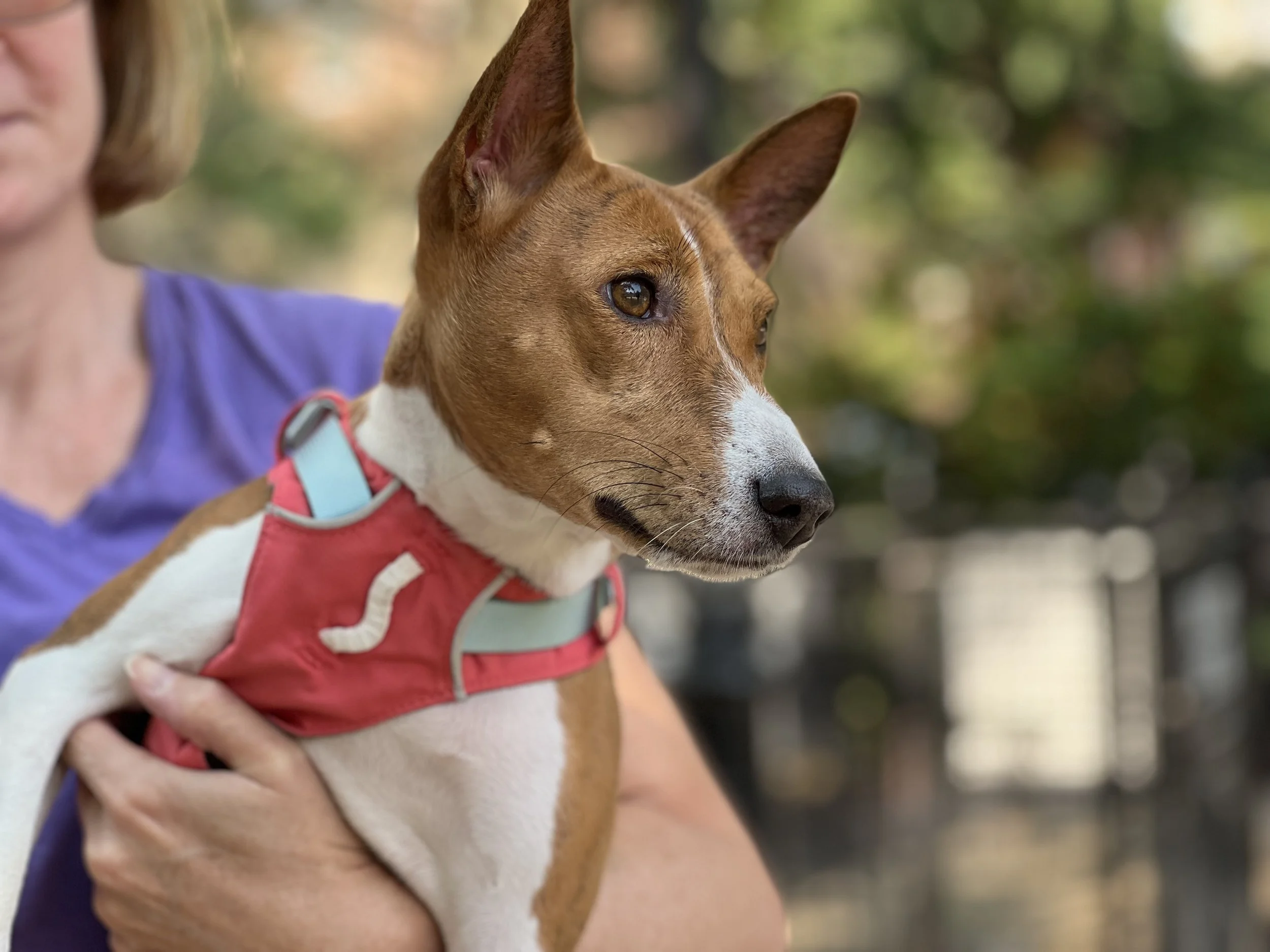 Revolver Premieres - New York City Basenji Meetup - 18 September 2022