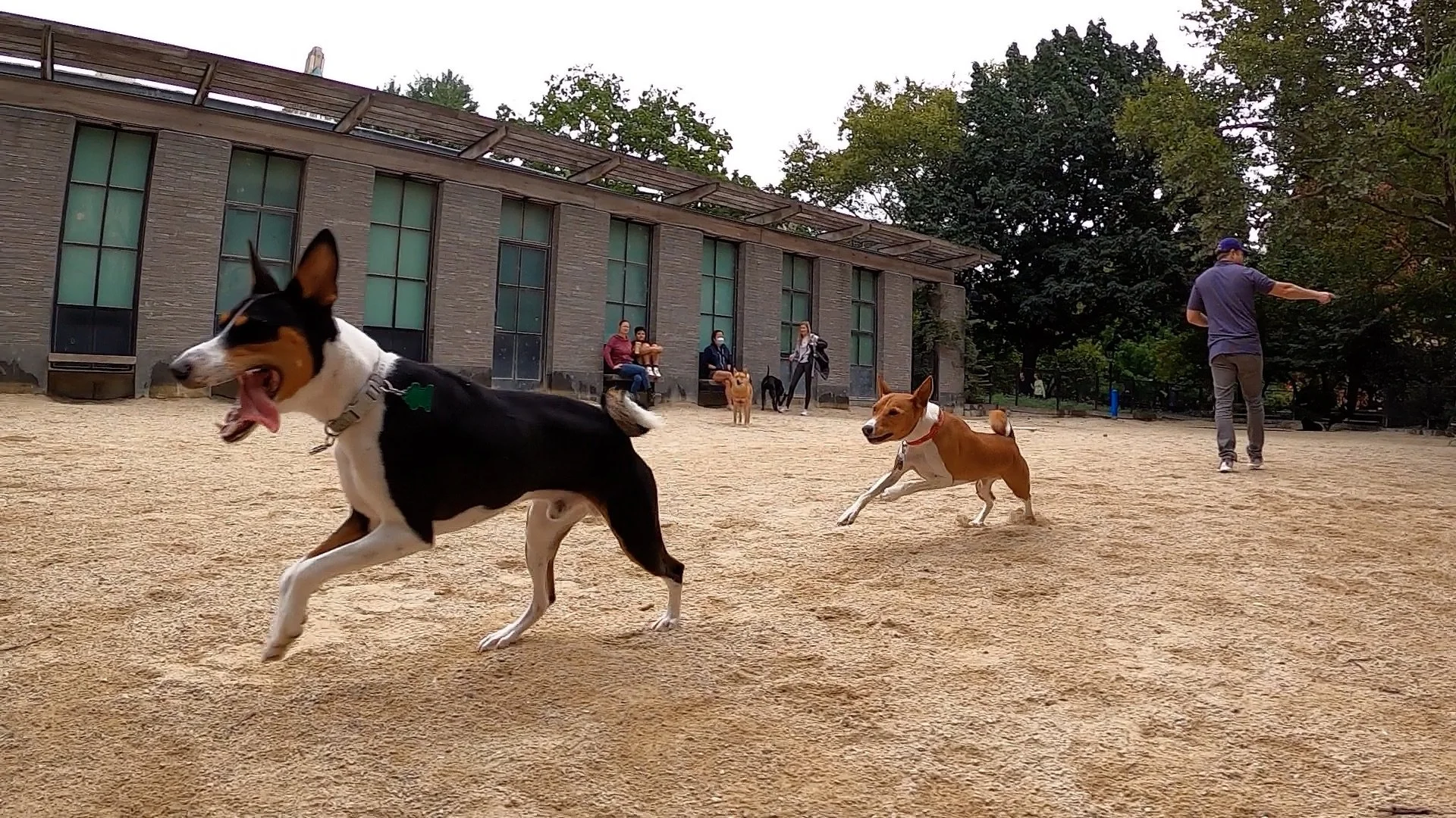 Zac Premieres; Ten Basenjis Run &amp; Tussle - New York City Basenji Meetup - 25 September 2022