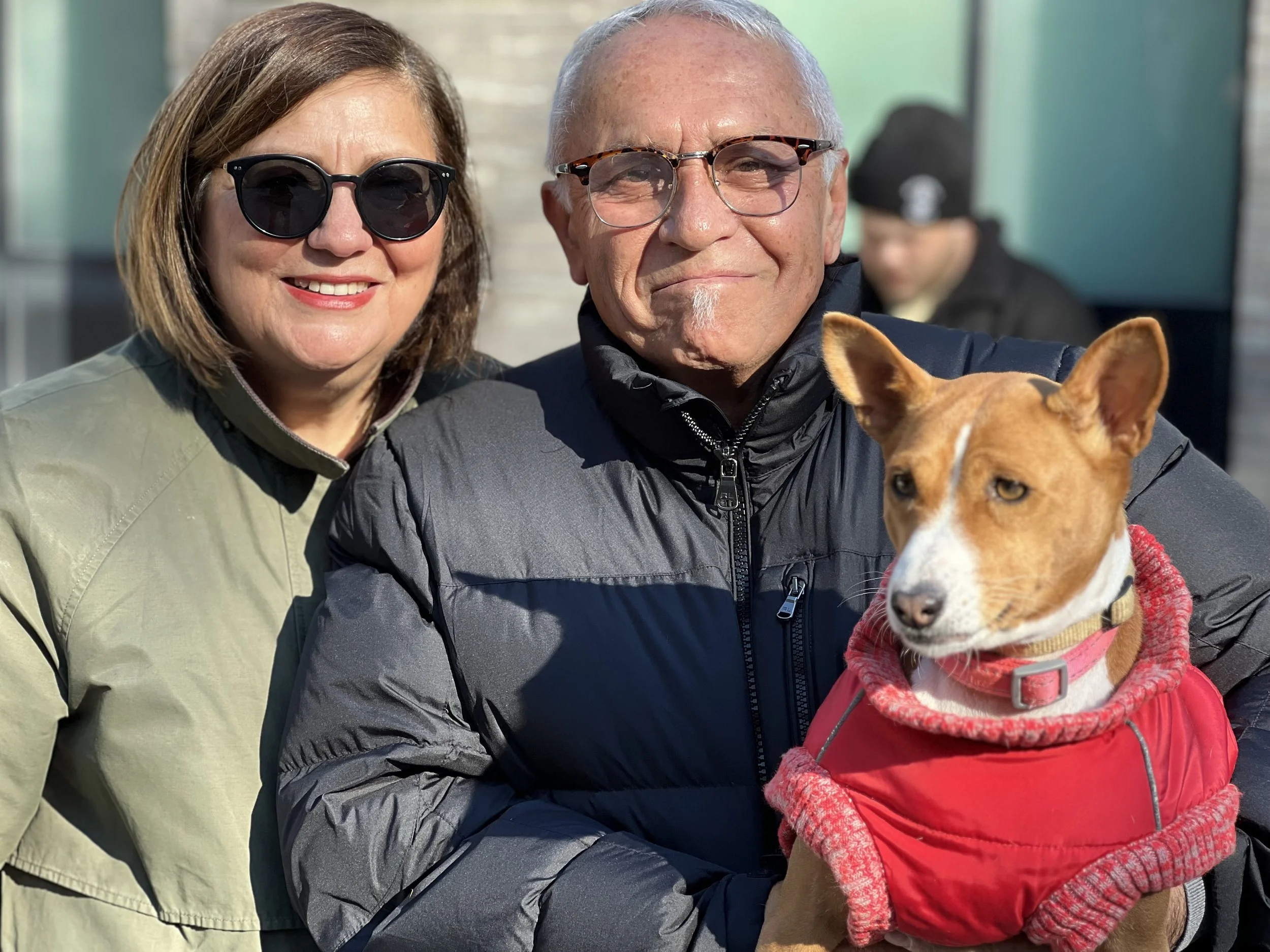 Sumi Joins the Basenjis - New York City Basenji Meetup - 4 December 2022