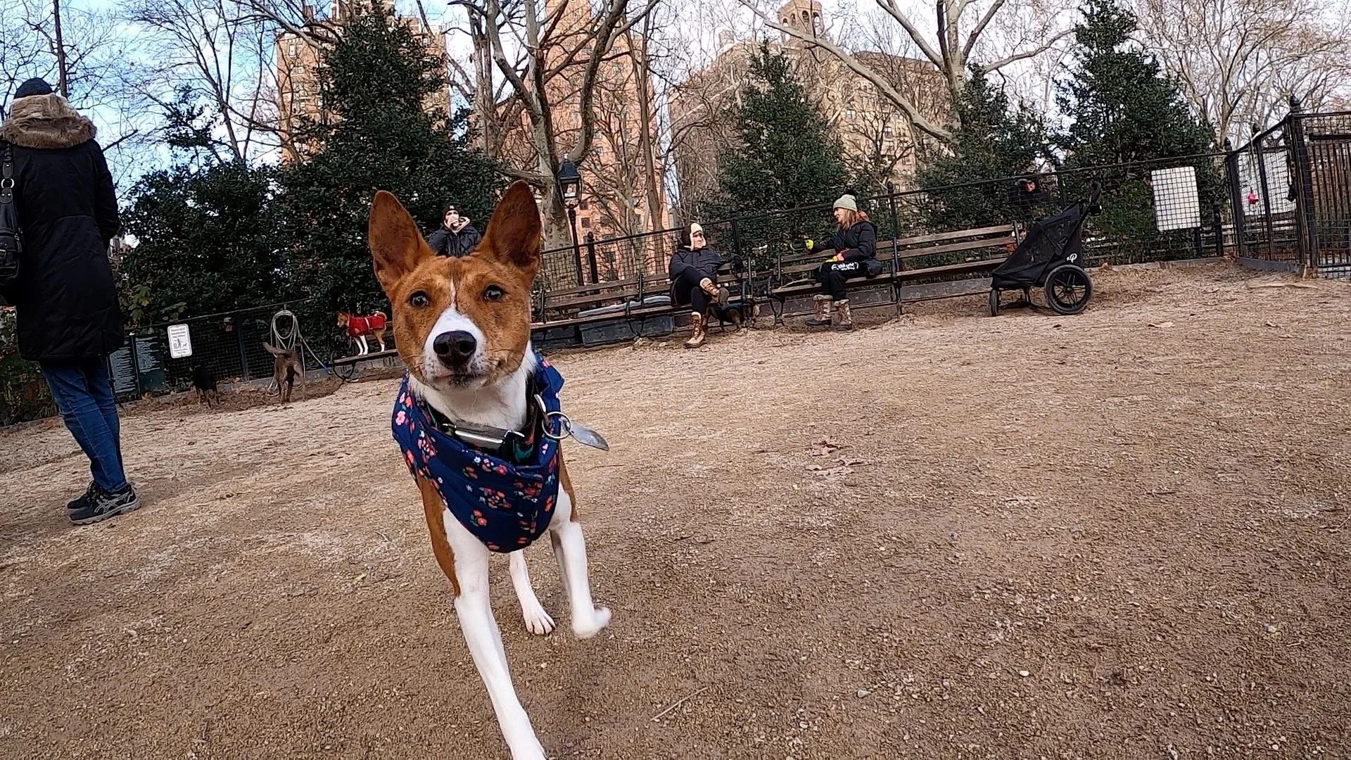 A Half-Dozen Basenjis Before Christmas - New York City Basenji Meetup - 18 December 2022