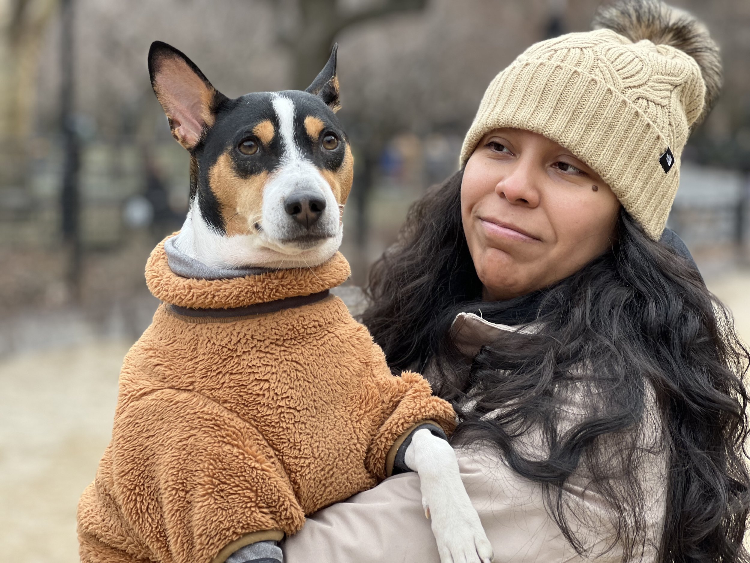 Fox the Basenji Puppy Leads the Way - New York City Basenji Meetup - 22 January 2023