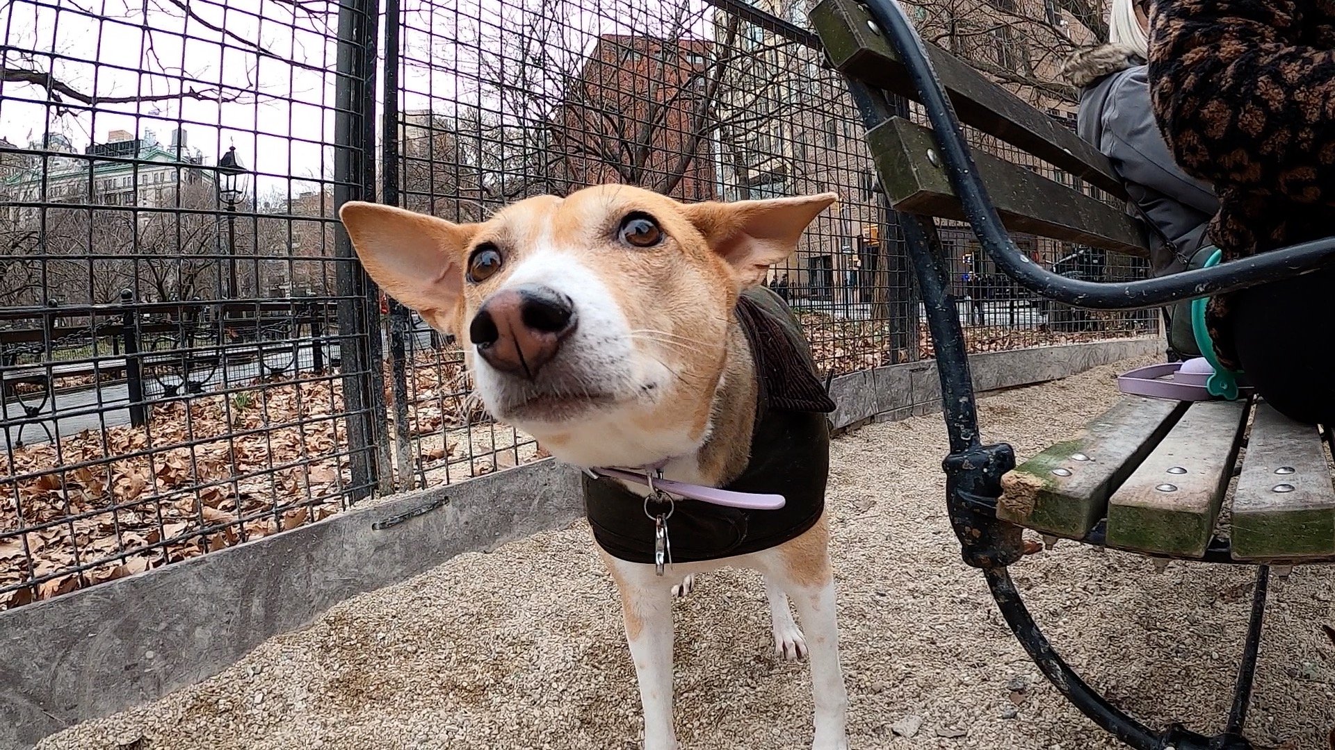 Laguna and Malcolm Premiere - New York City Basenji Meetup - 29 January 2023