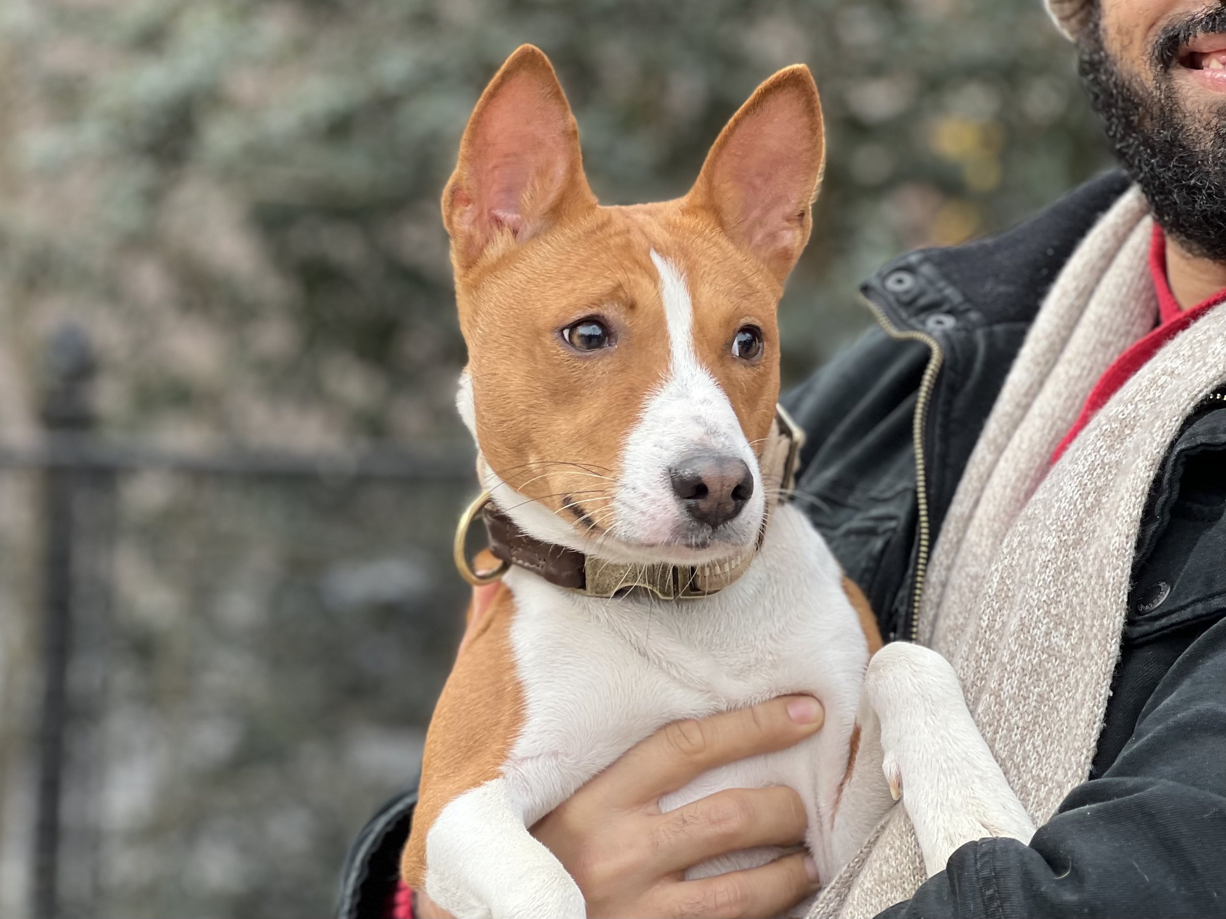 His Name is Not Fox, Meet Fawkes - New York City Basenji Meetup - 12 February 2023