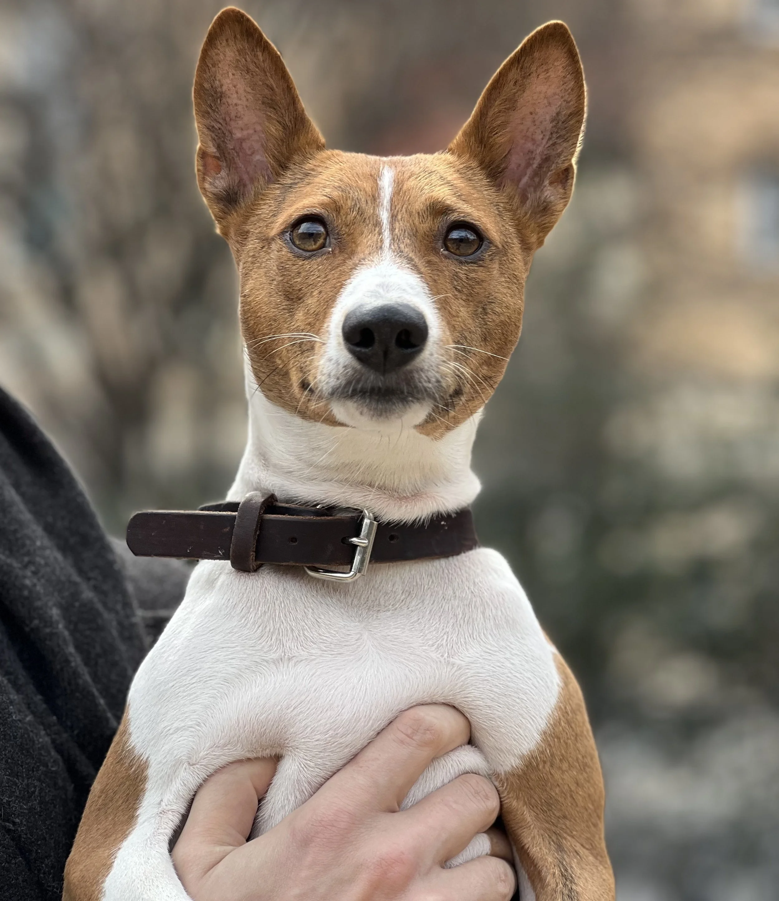 Four Basenjis, Plenty of Tussles - New York City Basenji Meetup - 19 February 2023