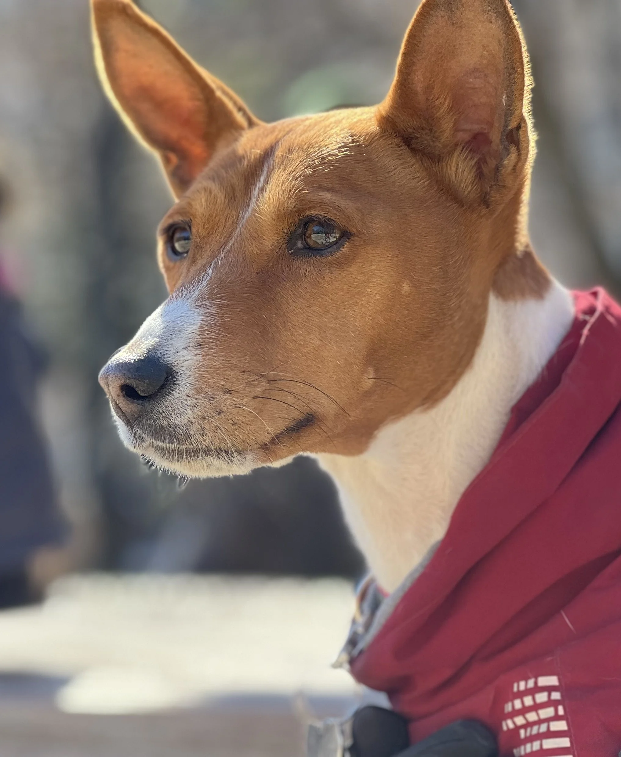 Six Basenjis in Two Minutes - New York City Basenji Meetup - 19 March 2023