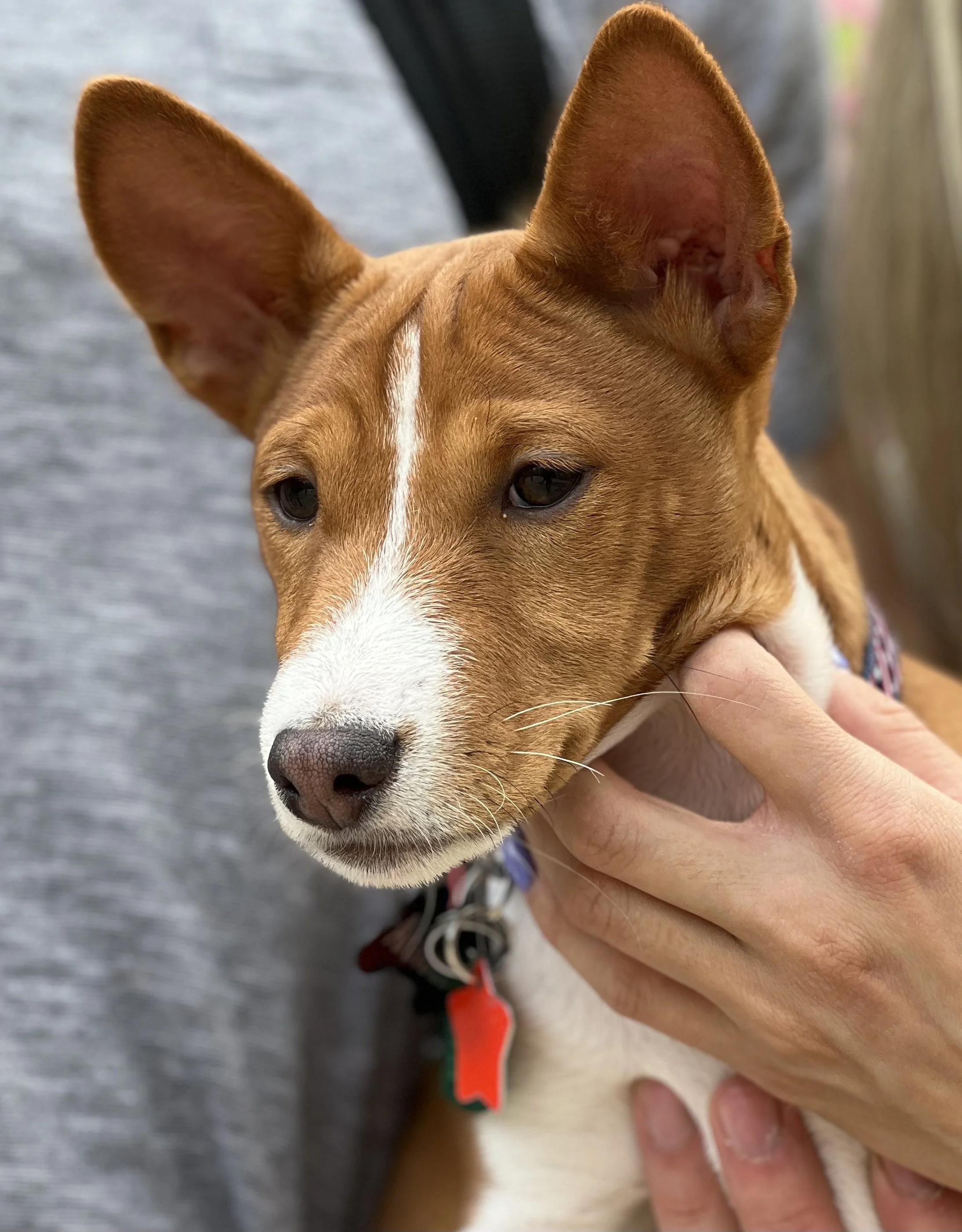 Basenji Puppy Arnold, Ready to Rumble! - New York City Basenji Meetup - 16 April 2023