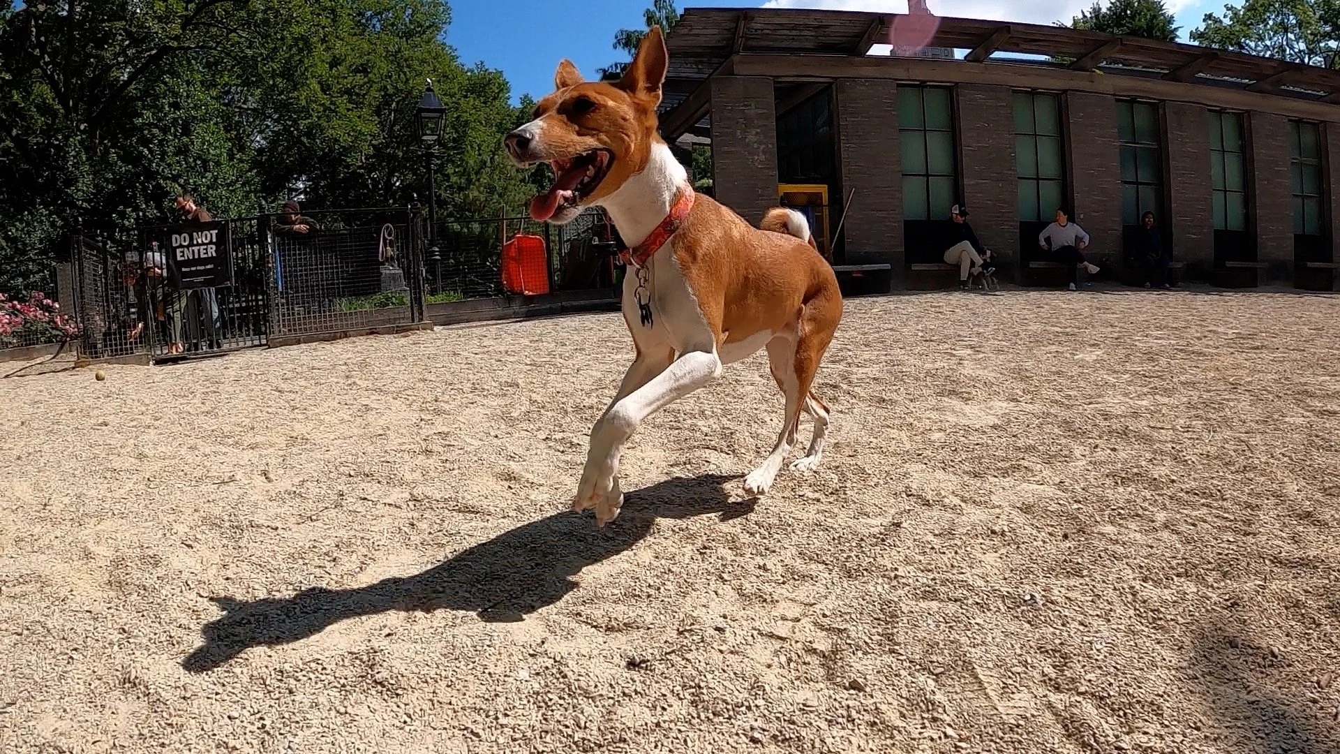 Spring Is Here, the Dogs Are Running - New York City Basenji Meetup - 4 June 2023