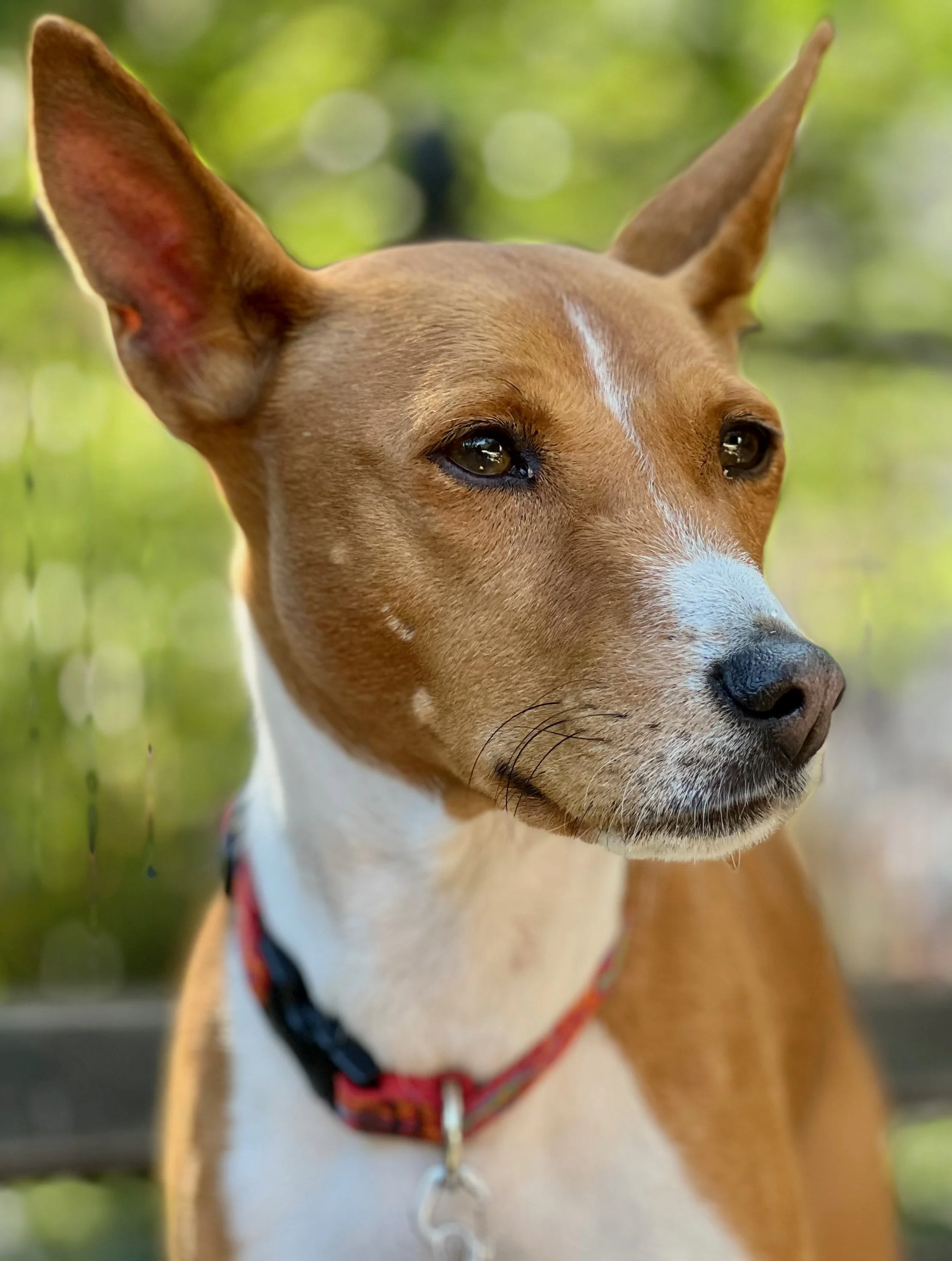 Basenji Mia Meets Border Collie Pup Koda - New York City Basenji Meetup - 3 September 2023