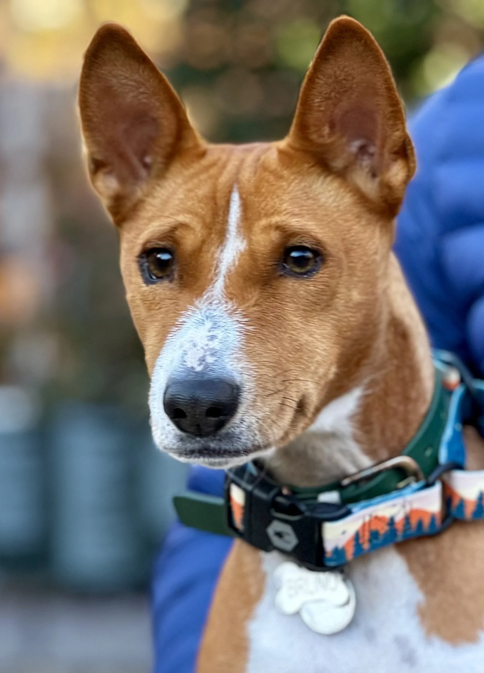 Bruno Runs, Kepler Attends - New York City Basenji Meetup - 14 January 2024