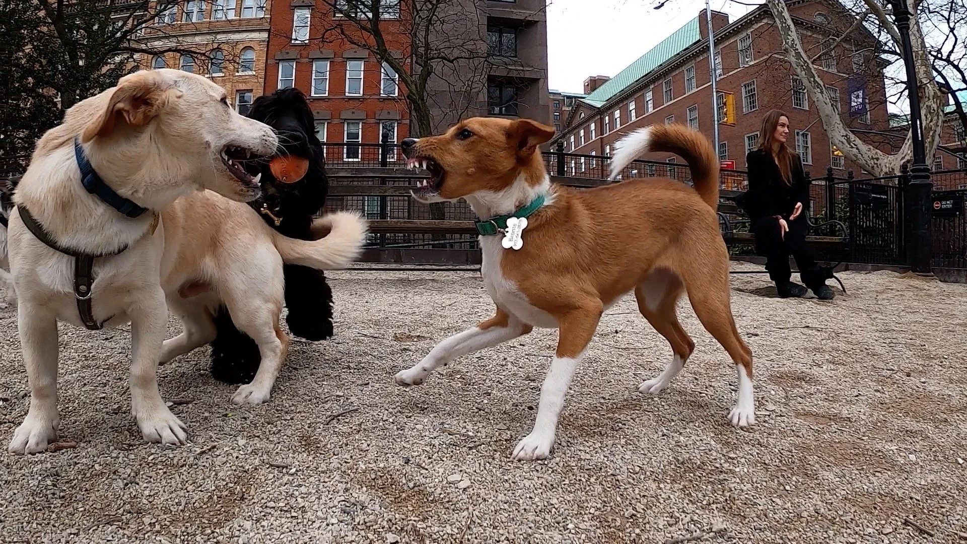 Three Female Basenjis Rumble and Two Males Abide - New York City Basenji Meetup - 17 March 2024