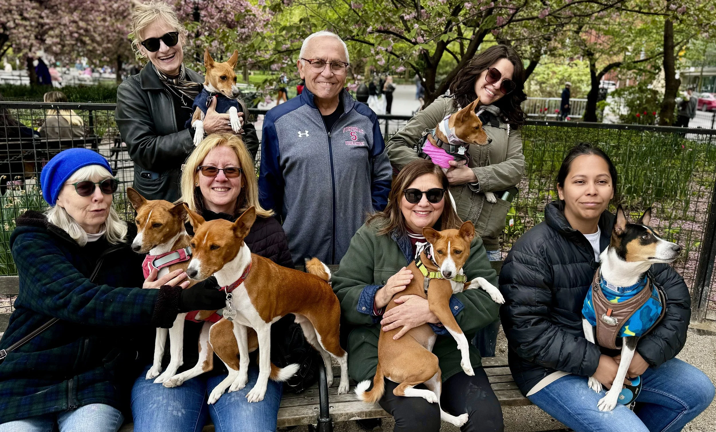 Cancelled by Rain - New York City Basenji Meetup - 12 May 2024