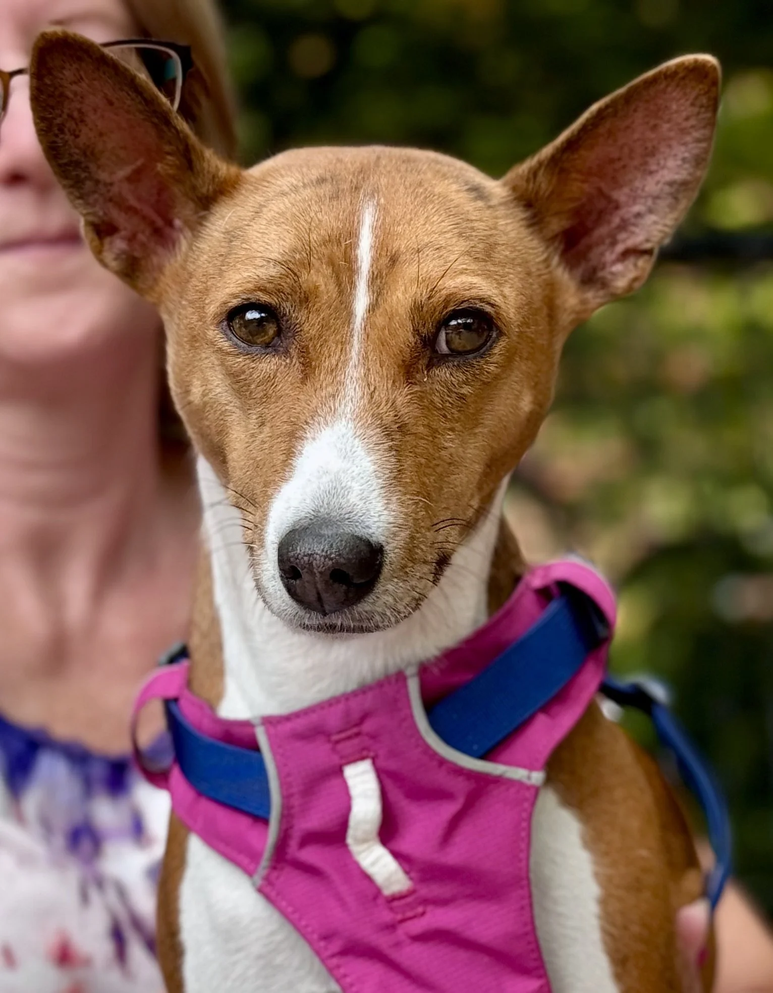 Basenji Girls Play; The Boy Was Really Cute - New York City Basenji Meetup - 11 August 202