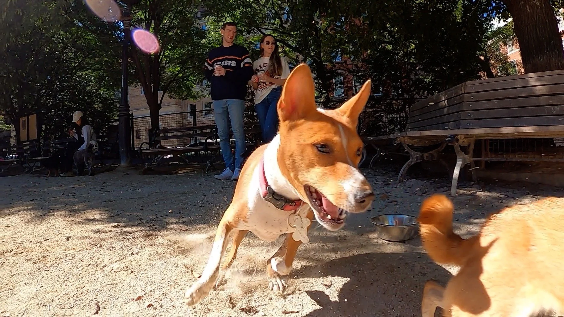 Mia Tussles With Bella Luna - New York City Basenji Meetup - 8 September 2024