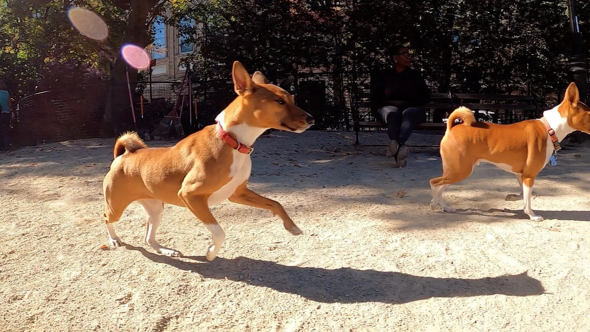 Senior Basenjis Rule - New York City Basenji Meetup - 22 September 2024