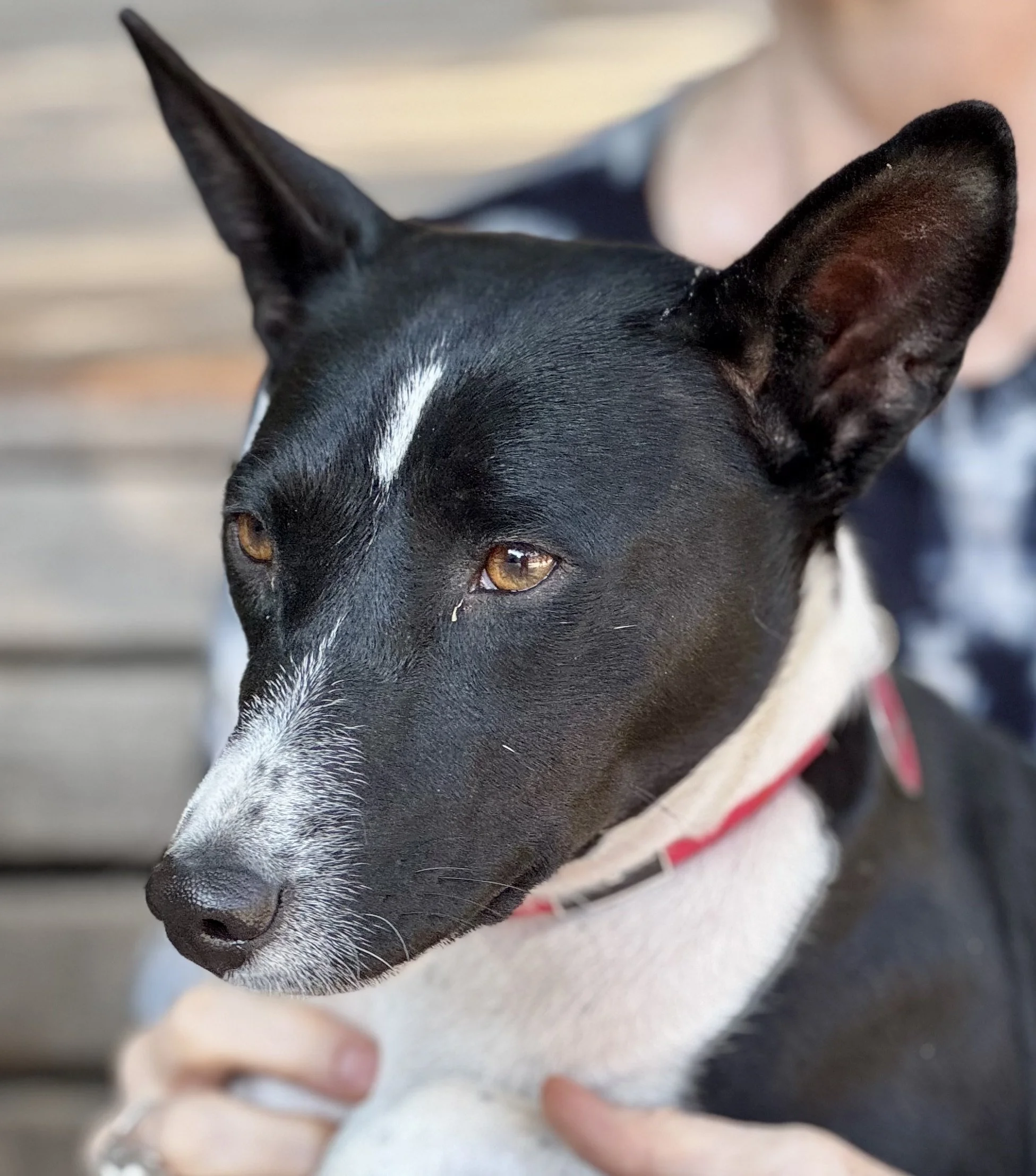 Pup vs. Senior: Basenji Battle in the Park - New York City Basenji Meetup - 13 October 2024