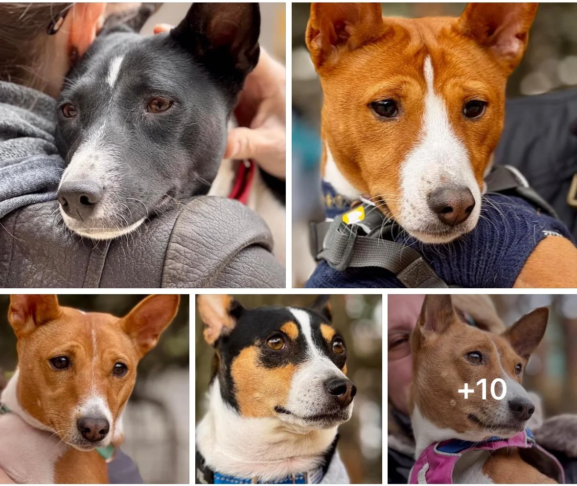 Even the Eleven-Year-Old Harper Tussled - New York City Basenji Meetup - 10 November 2024