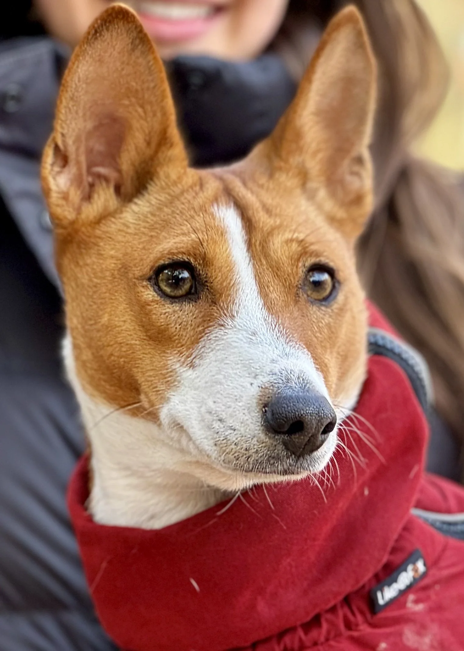Remy From Boston Debuts in Manhattan - New York City Basenji Meetup - 8 December 2024
