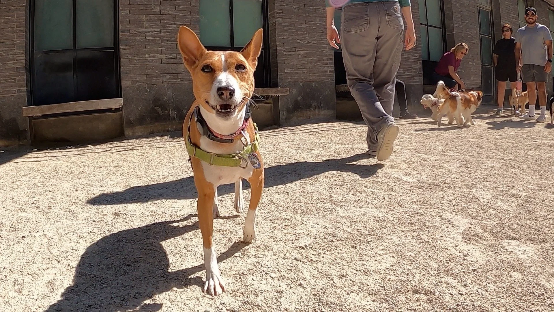 Three Female Basenjis Leave the Male Behind - New York City Basenji Meetup - 31 August 2025