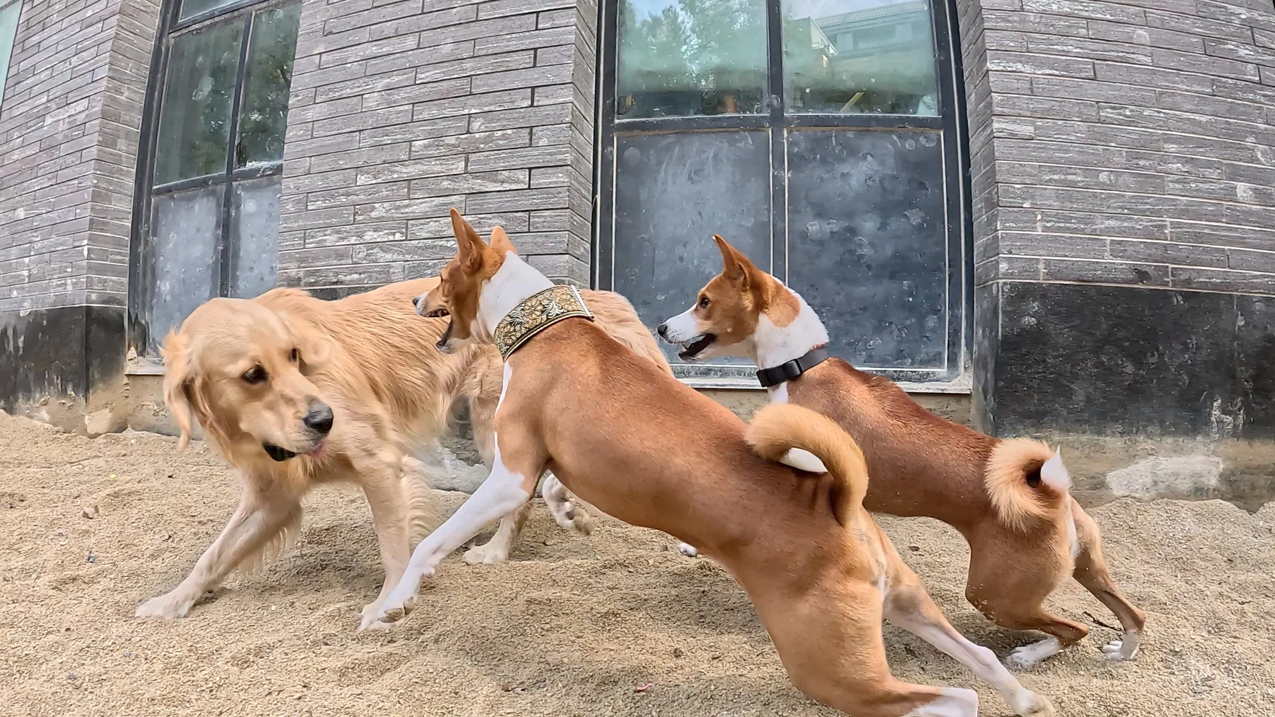 Join Us! - New York City Basenji Meetup - 26 October 2025
