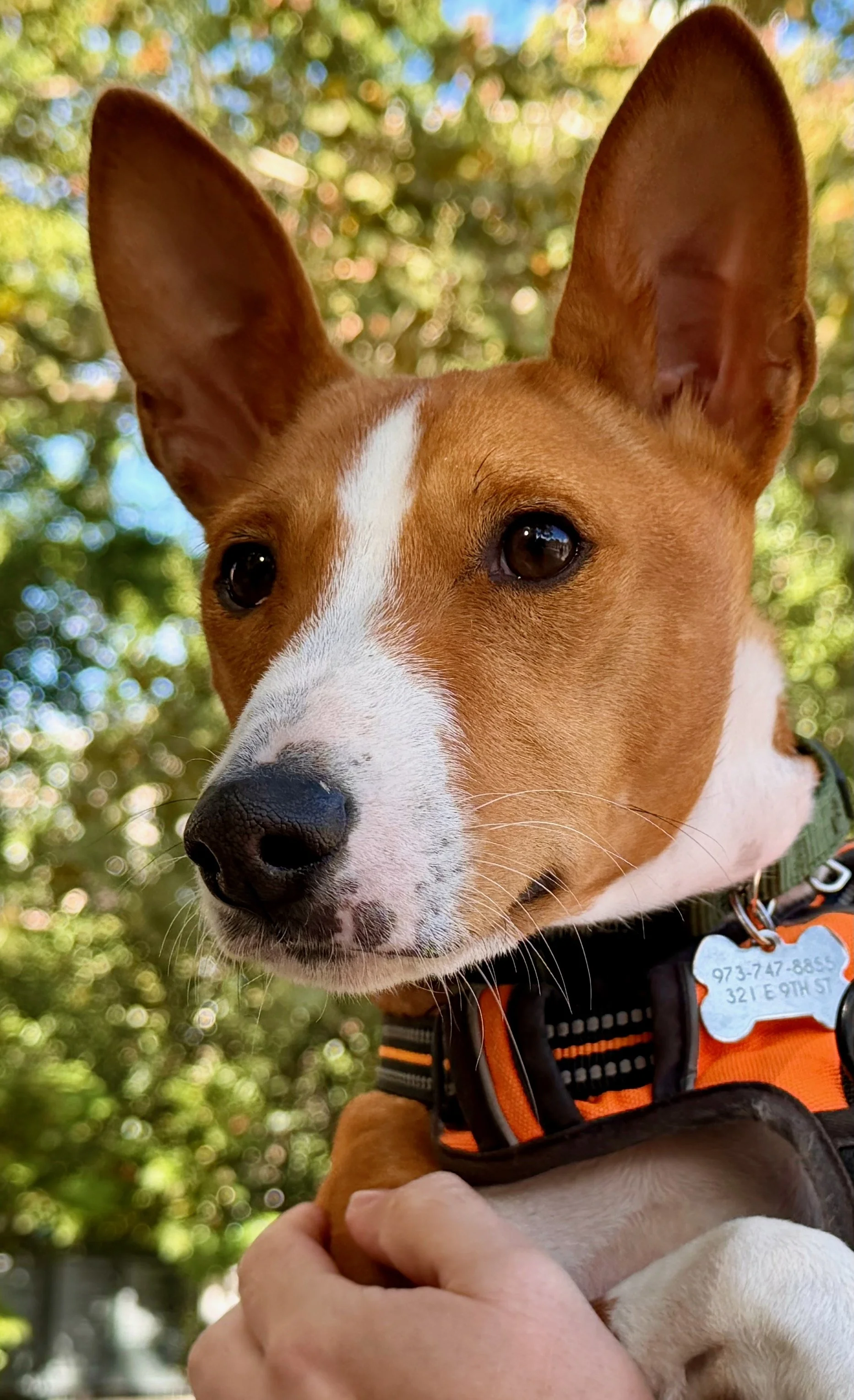 A Handful of Basenjis, Plenty of Action - New York City Basenji Meetup - 26 October 2025