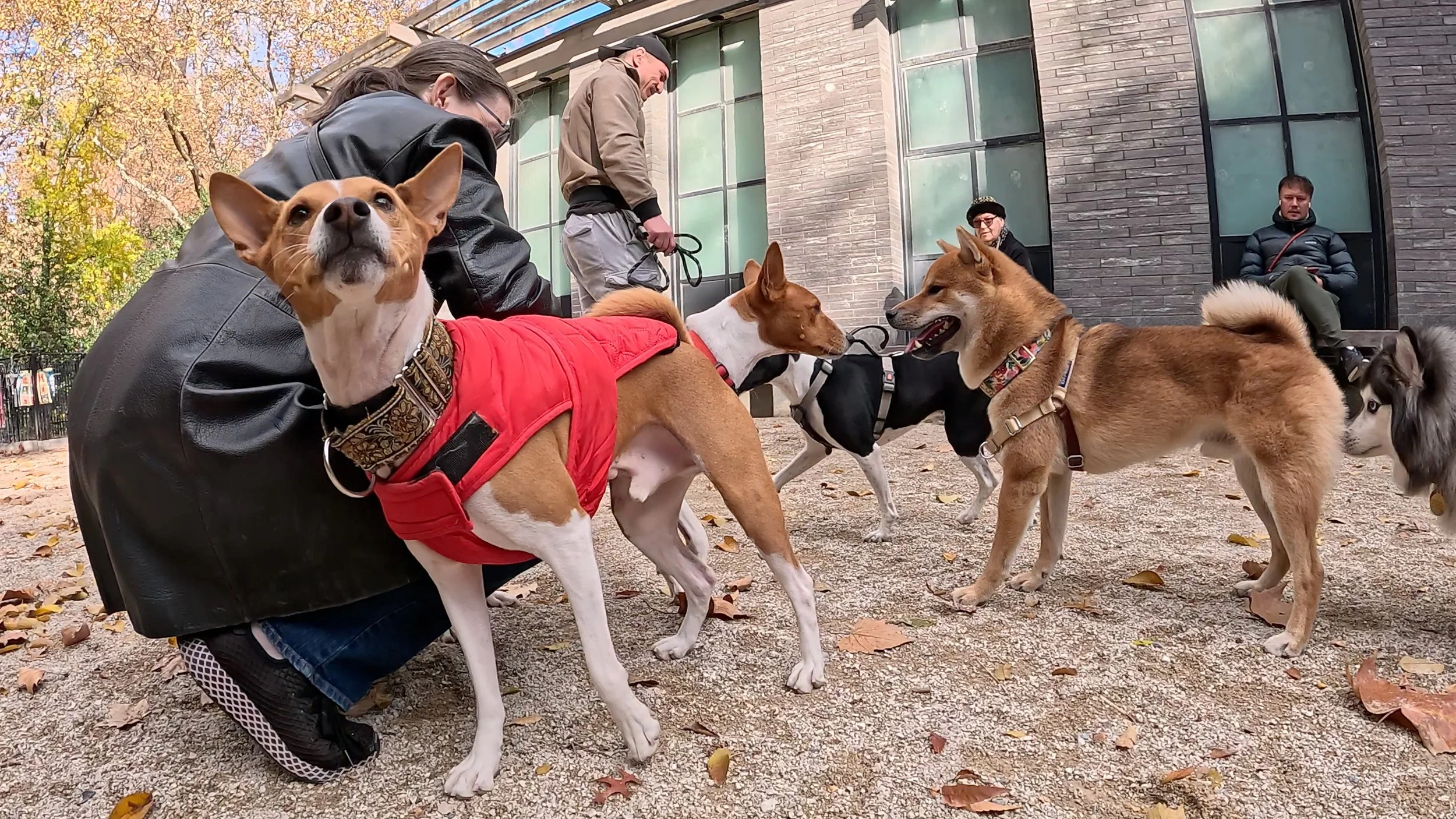 Join Us! - New York City Basenji Meetup - 23 November 2025