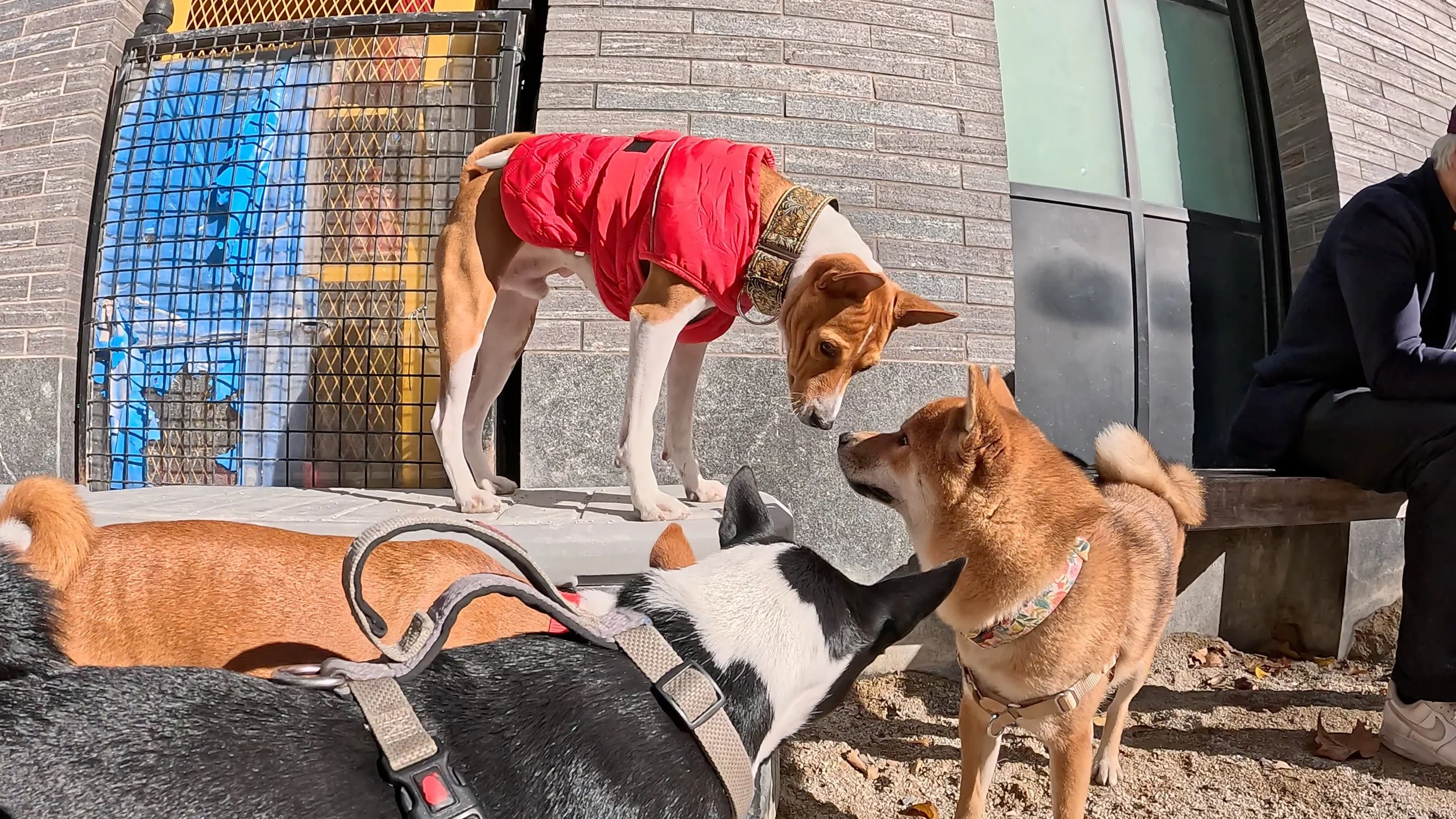 Canine Collisions / Four Basenjis and One Shiba Inu - New York City Basenji Meetup - 16 November 2025