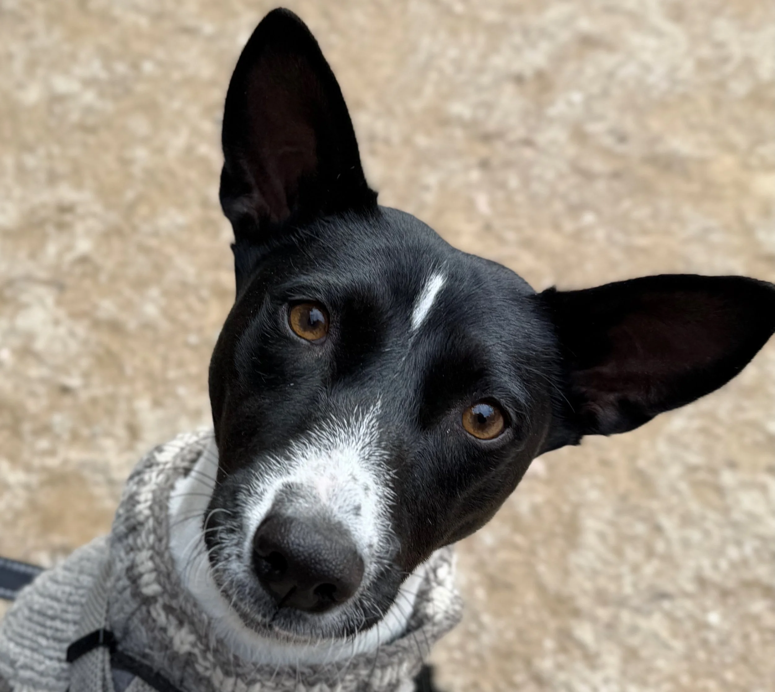 Two Female Basenjis Face Off - New York City Basenji Meetup - 23 November 2025