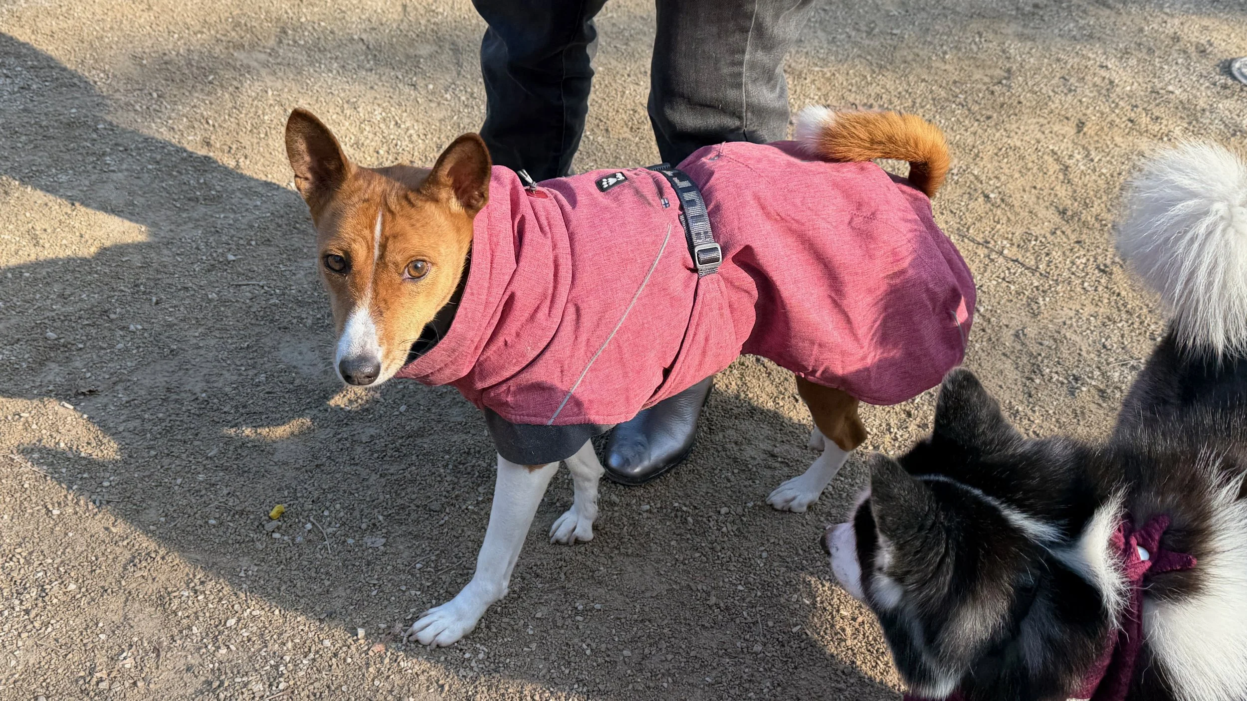 Bitzie the Basenji Takes New York City - NYC Basenji Meetup - 7 December 2025