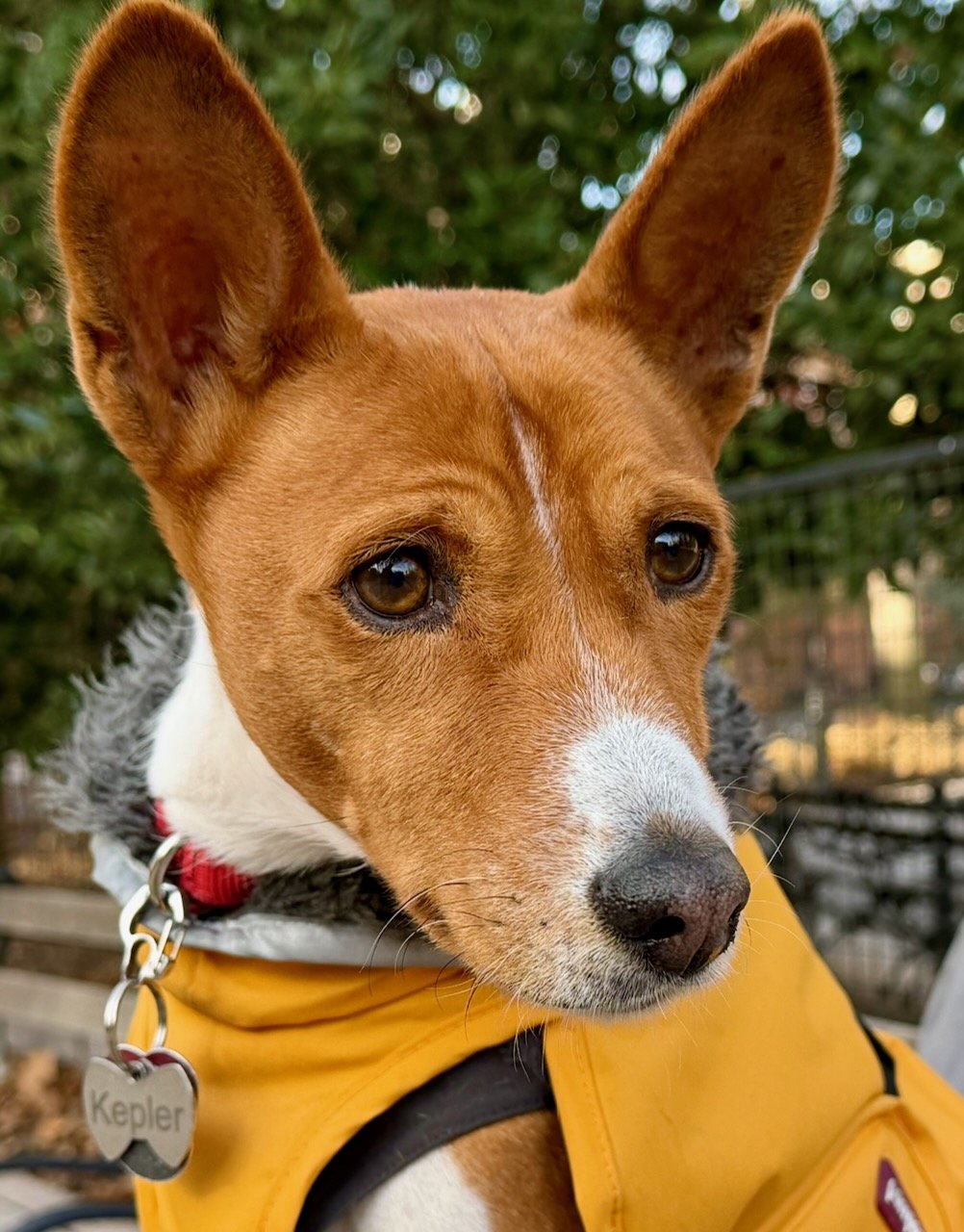 New York City Basenji Meetup? - 21 December 2025