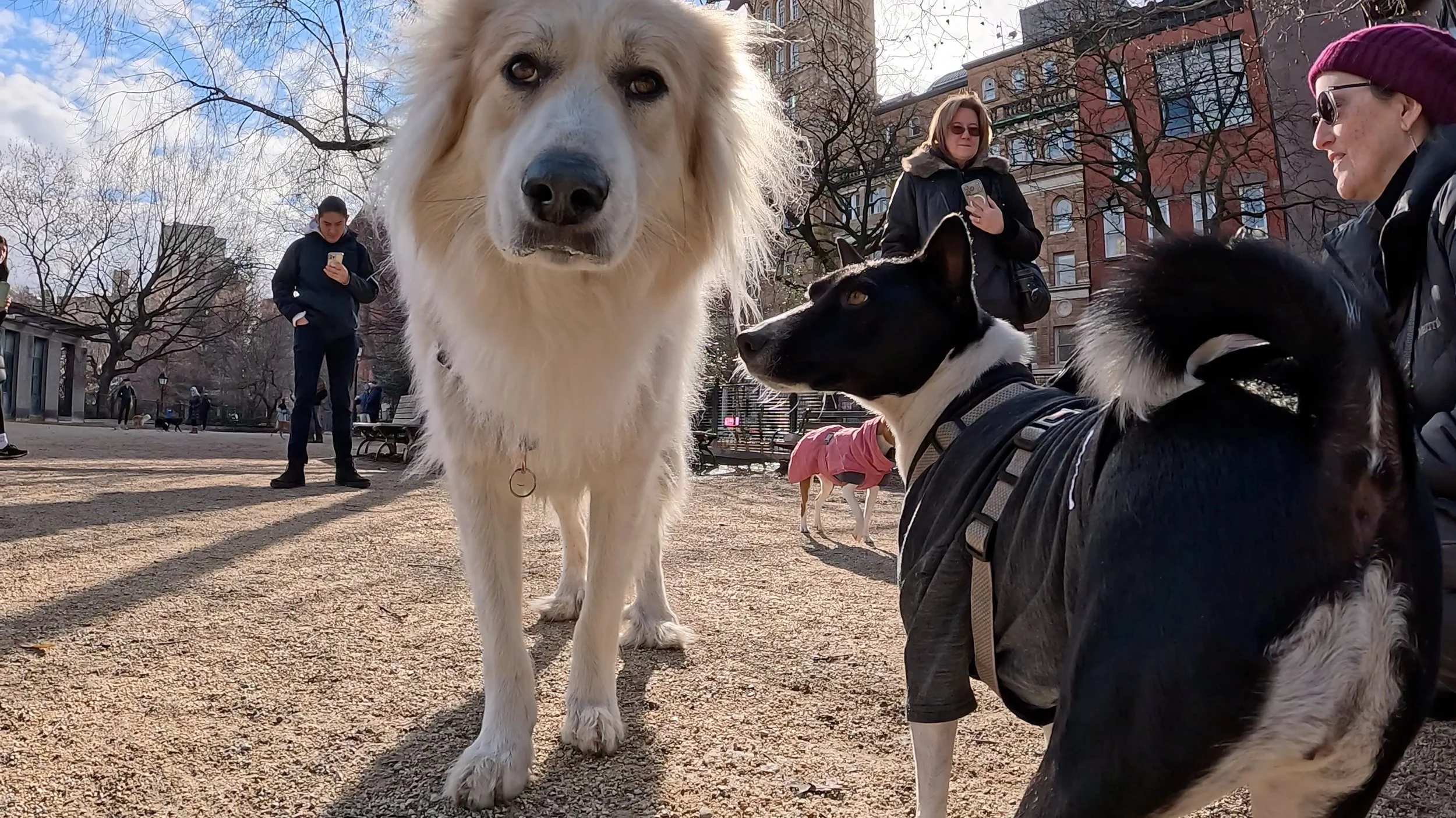 Join Us! - New York City Basenji Meetup - 8 March 2026