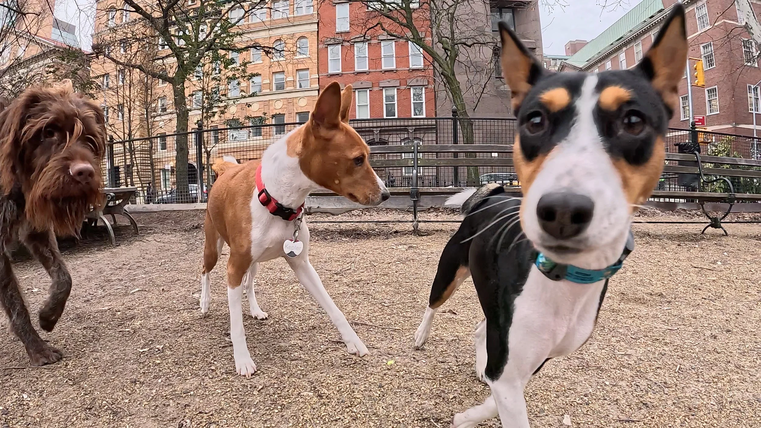 Join Us! - New York City Basenji Meetup - 22 March 2026