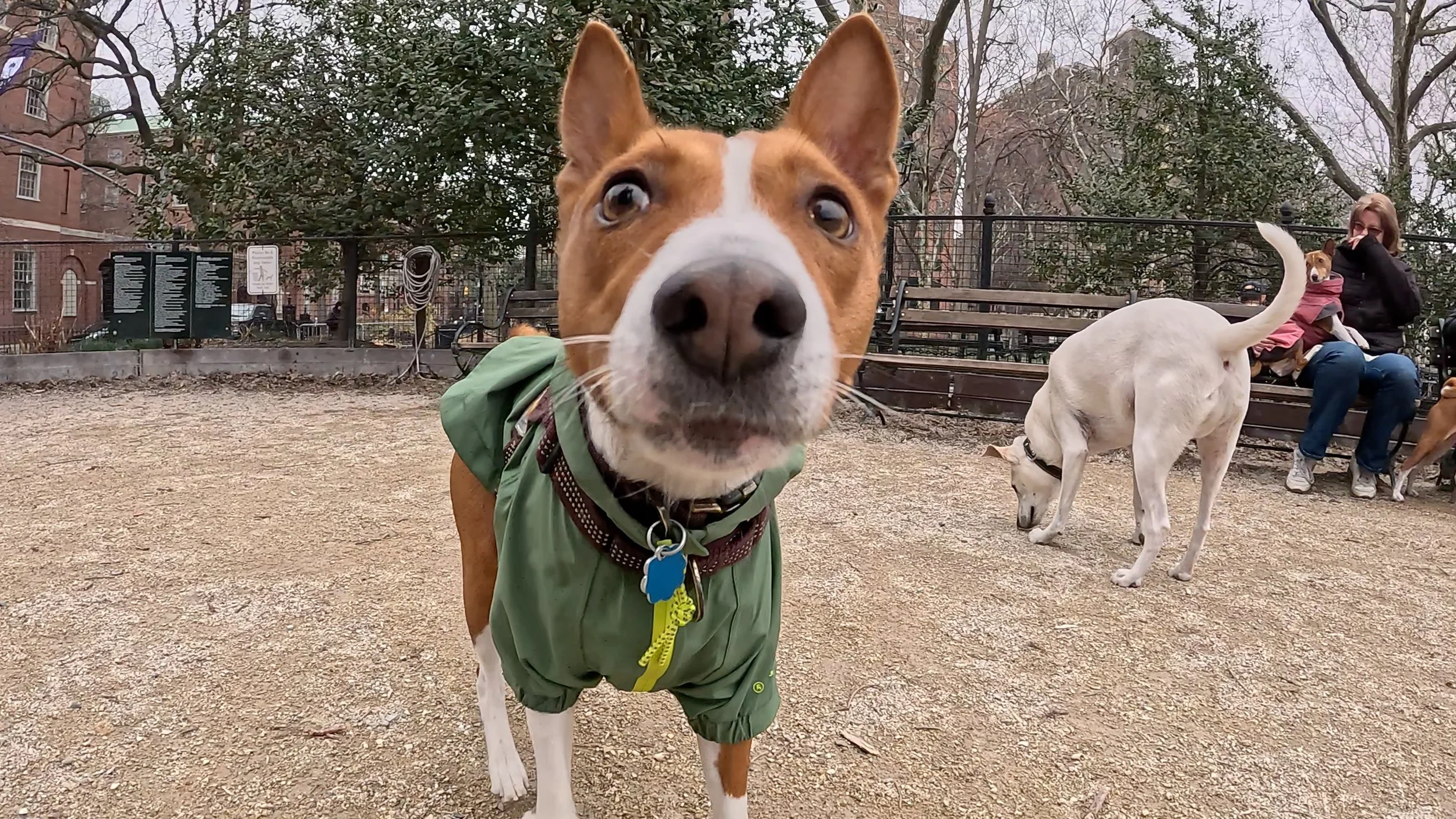 Three-Year-Olds Inspire the Basenji Action - New York City Basenji Meetup - 22 March 2026