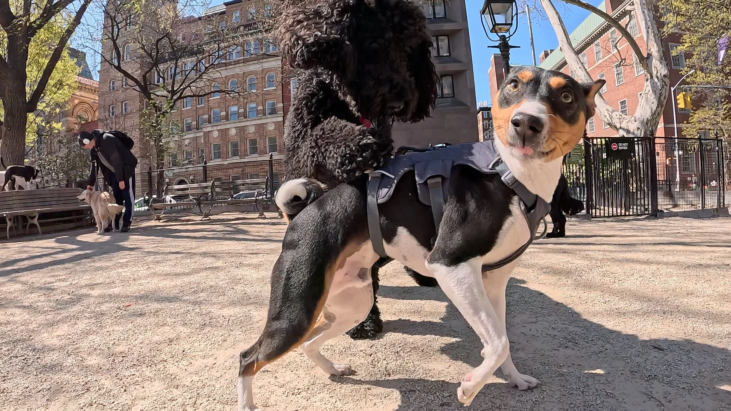 Basenji Tumnus Brings the Action - New York City Basenji Meetup - 12 April 2026