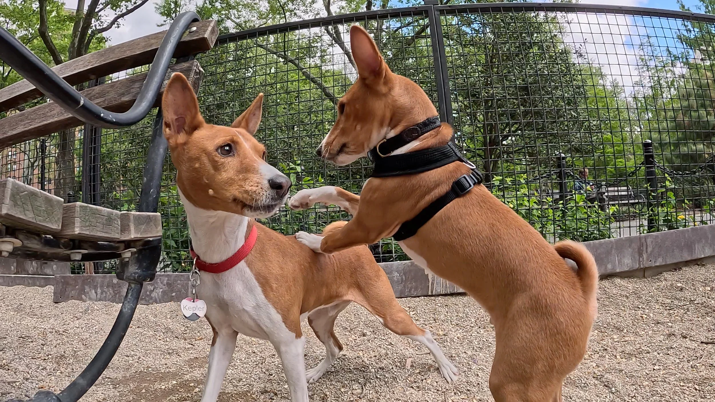Join Us! - New York City Basenji Meetup - 10 May 2026