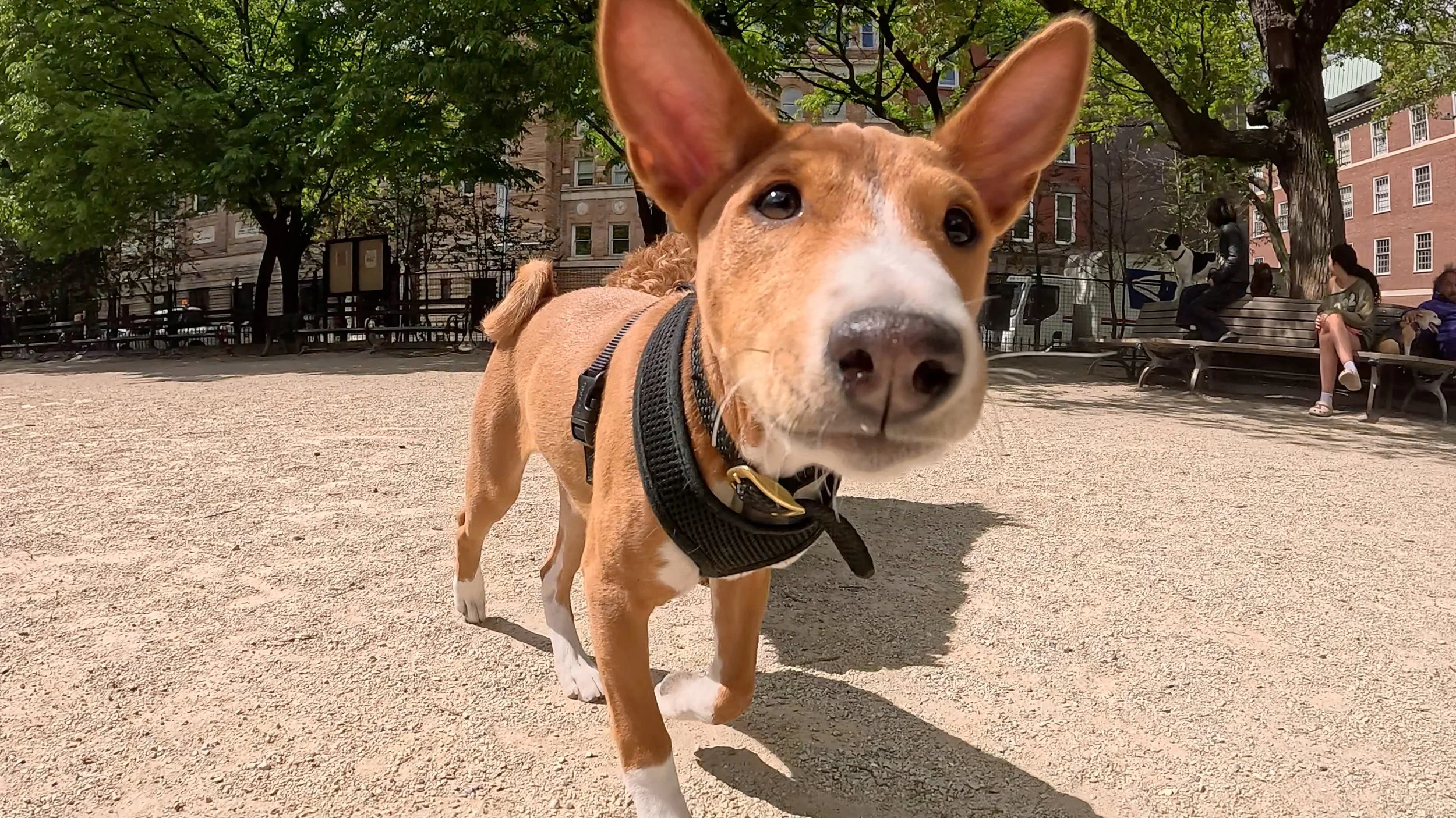 Three Basenjis Premiere; Two Run the Show - New York City Basenji Meetup - 3 May 2026