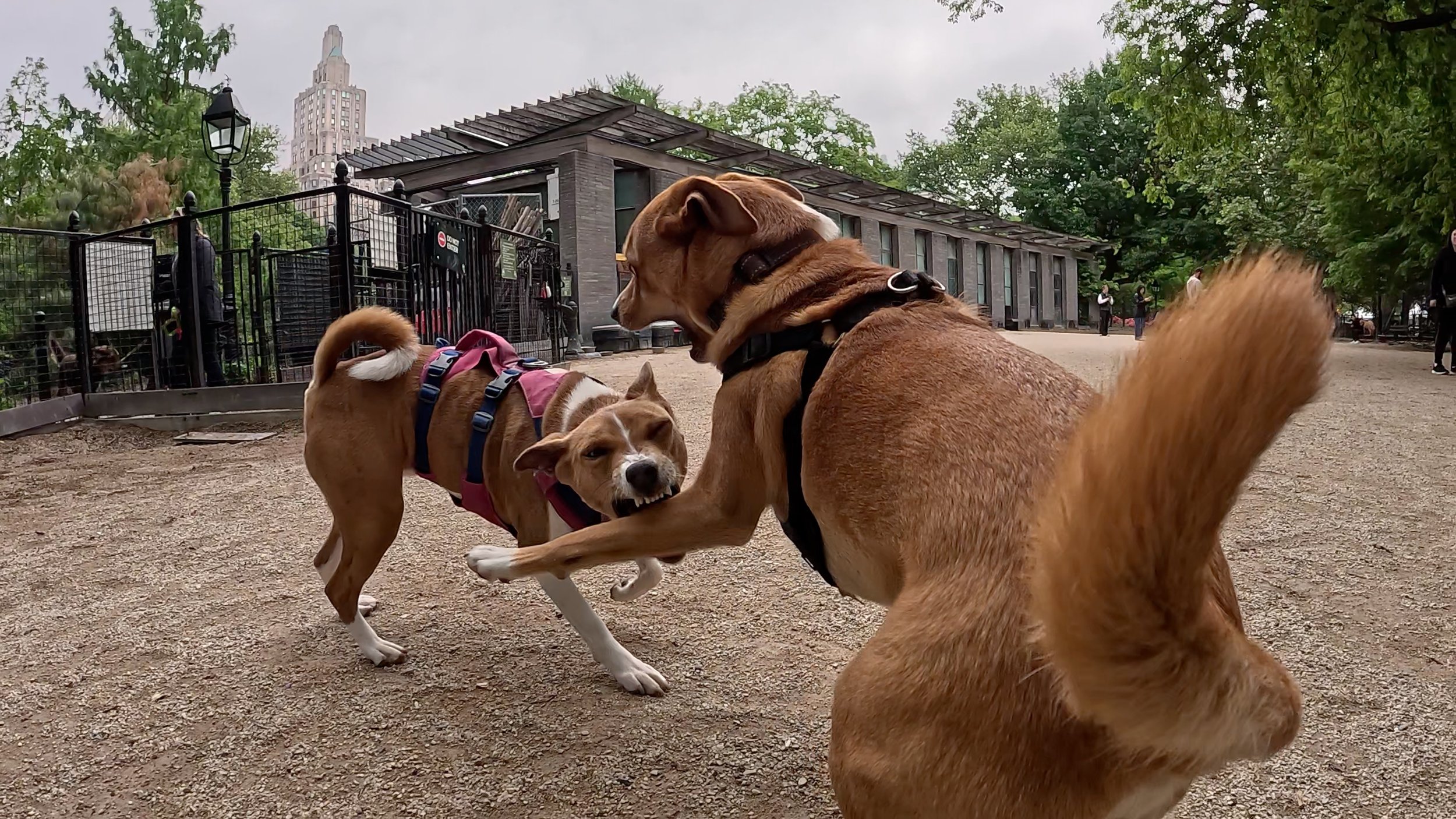 Young Basenjis Inspire Battling Action - New York City Basenji Meetup - 10 May 2026