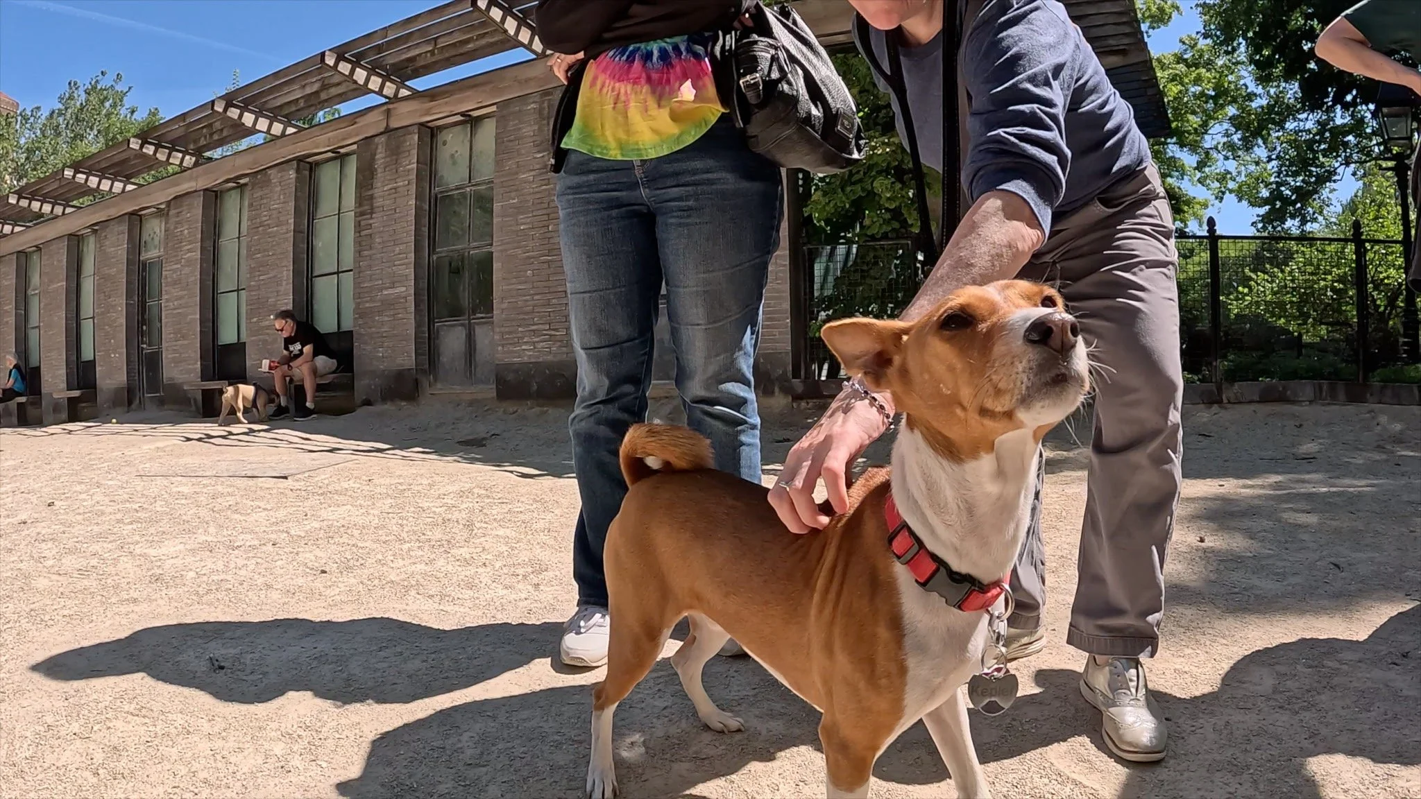Eight Basenjis Mix on a Beautiful Spring Morning - New York City Basenji Meetup - 31 May 2026