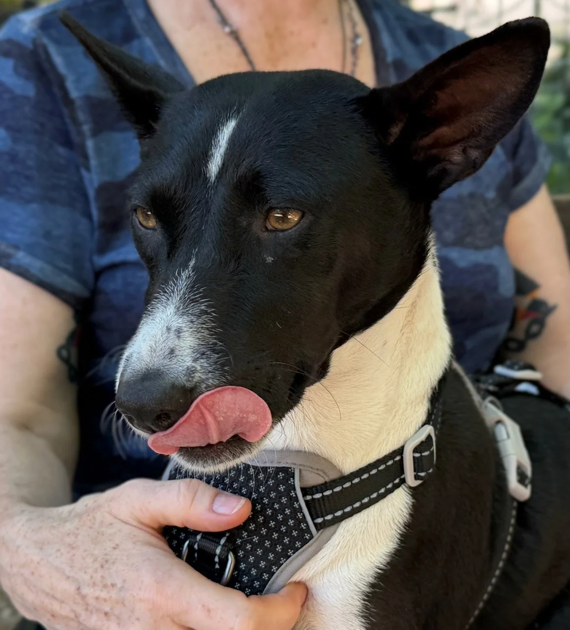 Four Basenjis Chill on a Hot Spring Morning - New York City Basenji Meetup - 7 June 2026