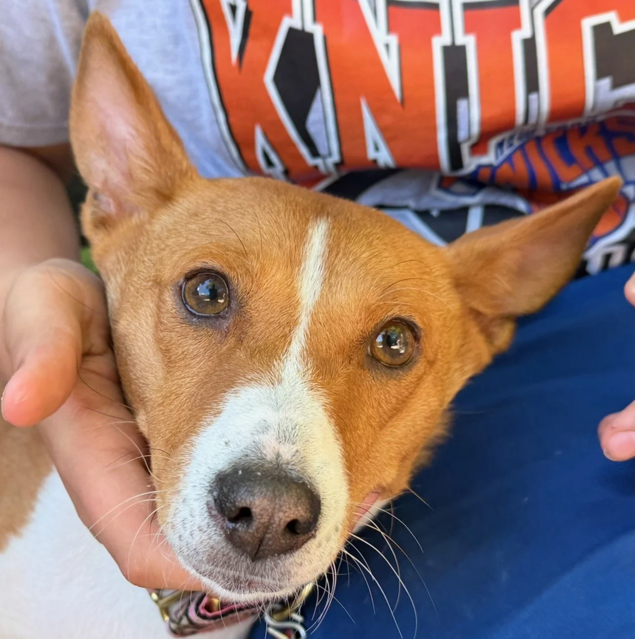 Join Us! - New York City Basenji Meetup - 14 June 2026